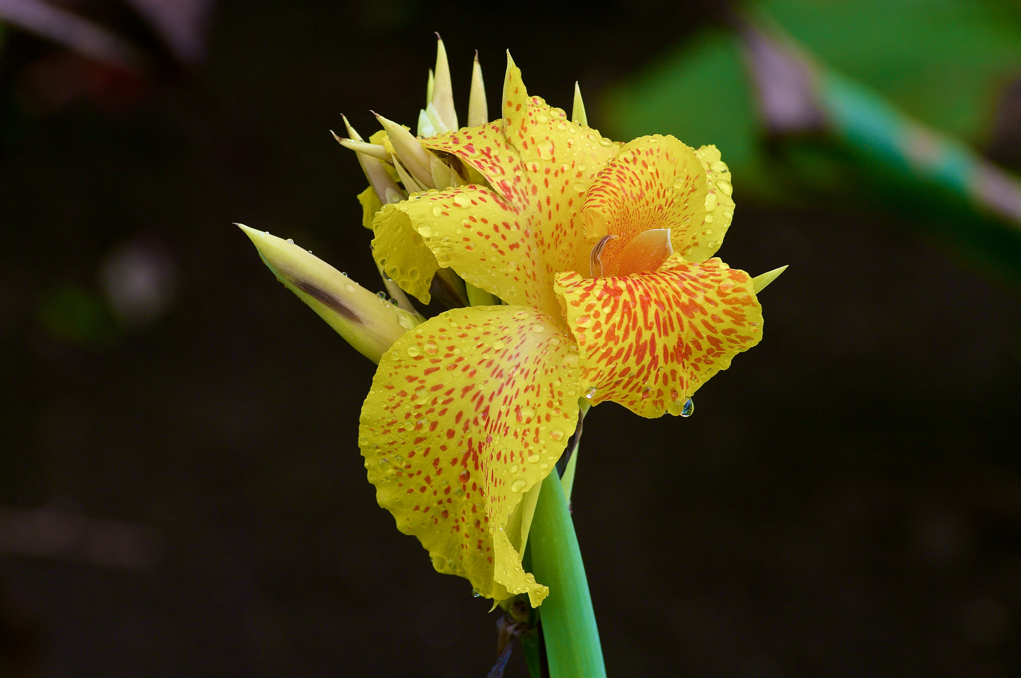 Pentax K20D sample photo. A flower in the rain ... photography