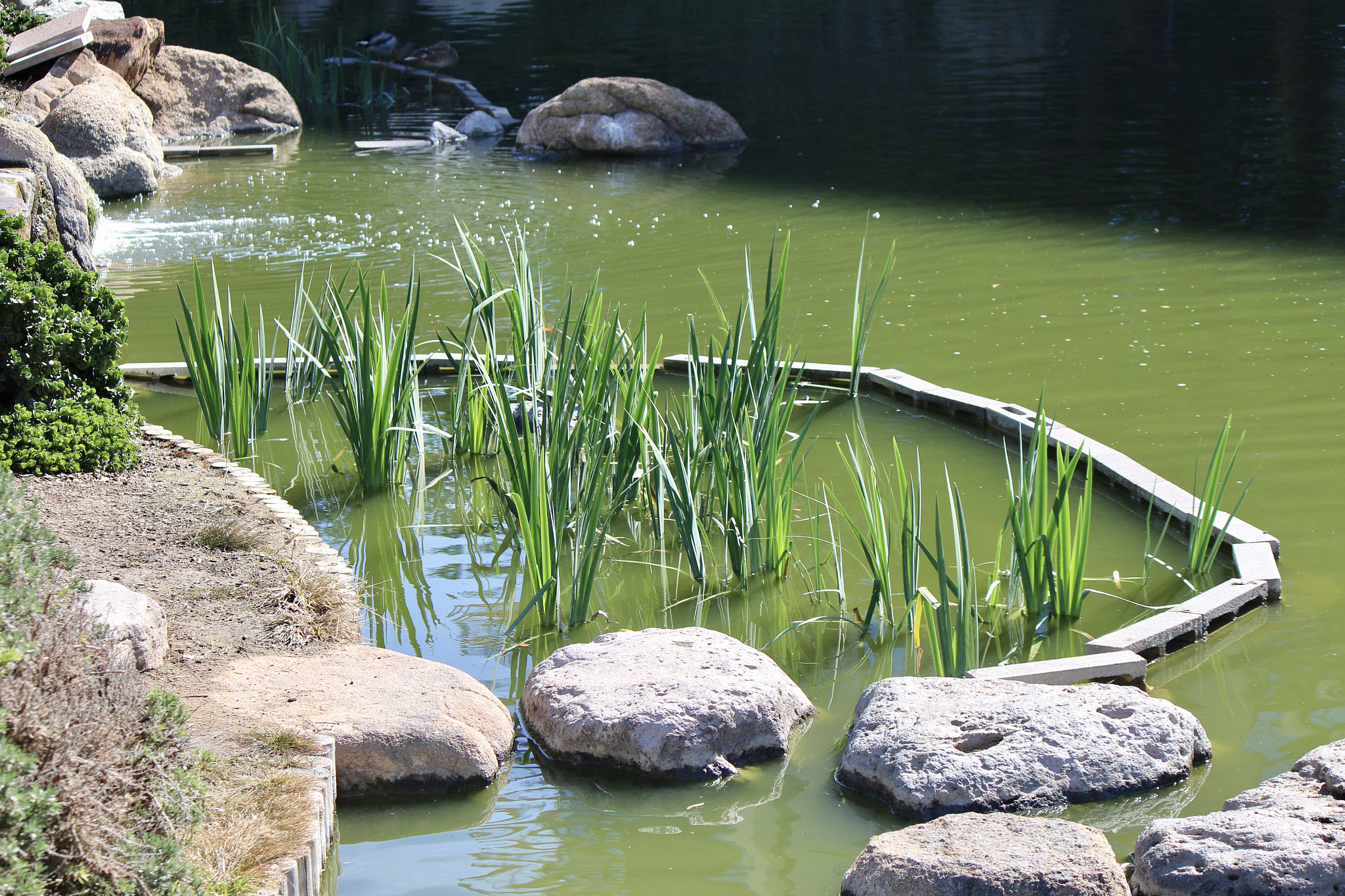 Canon EF-S 55-250mm F4-5.6 IS sample photo. Japanese friendship garden photography