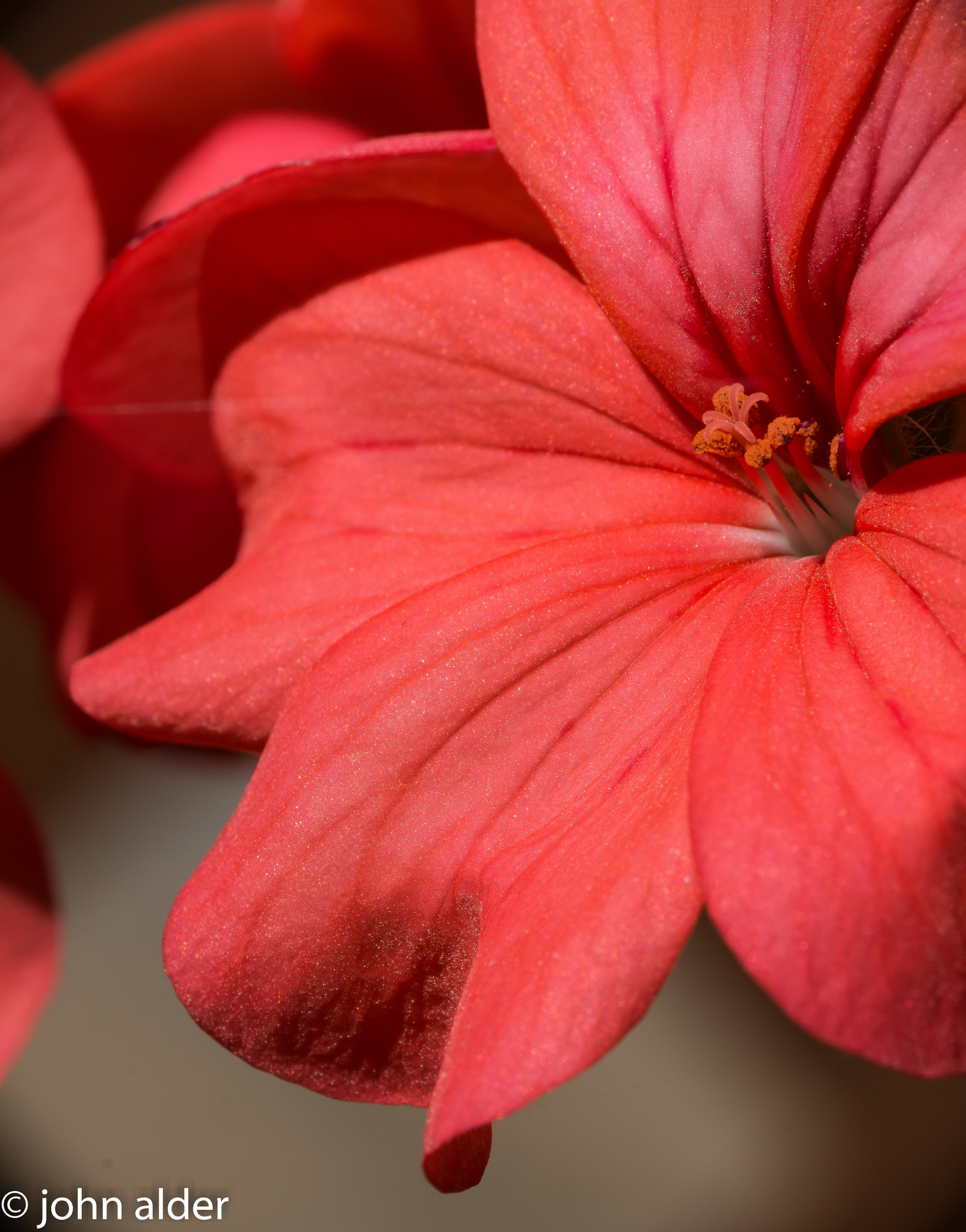 Nikon D7100 sample photo. Red flower photography