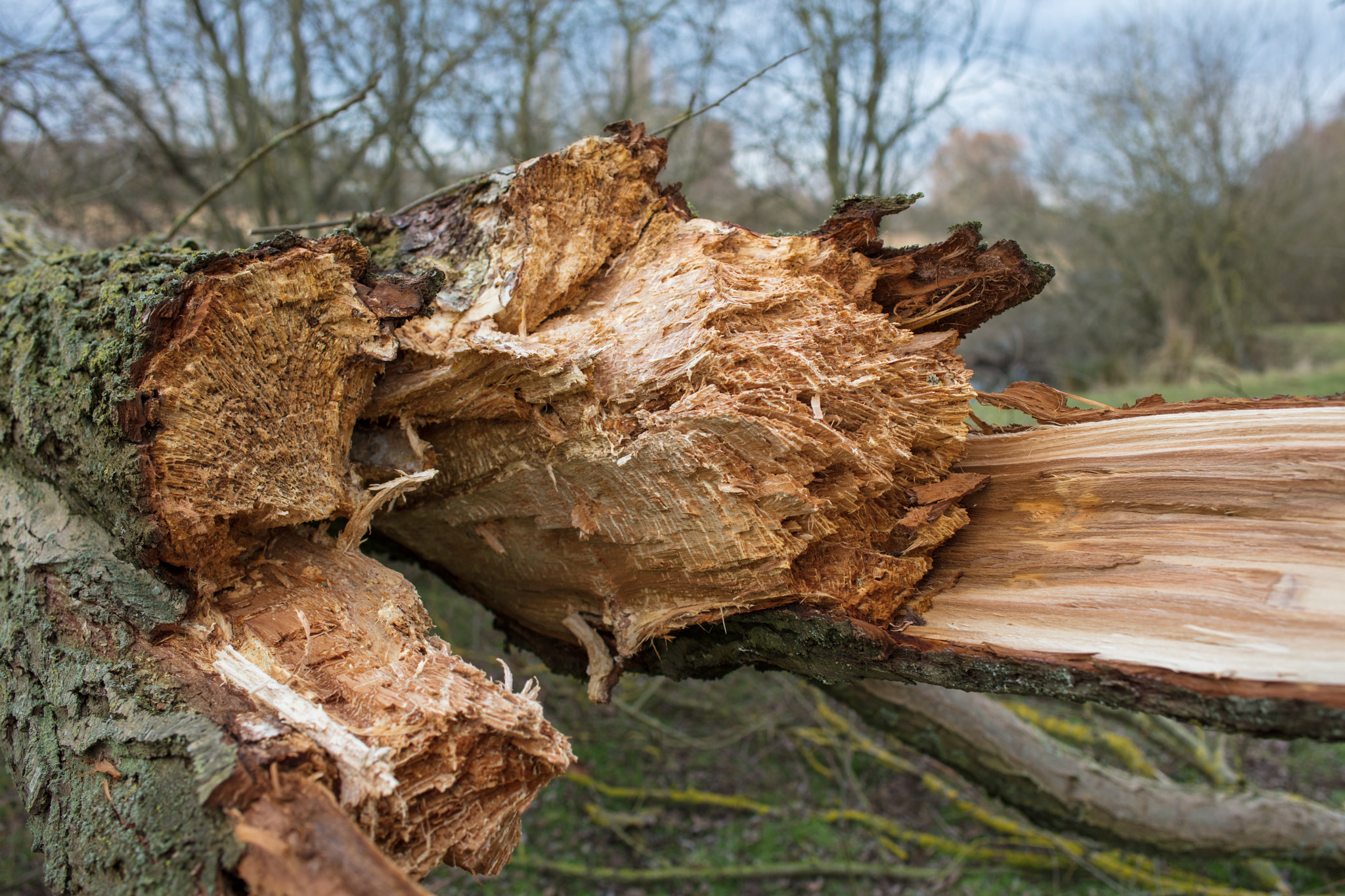 Canon EOS 5DS R + Zeiss Milvus 35mm f/2 sample photo. Freshly cut. photography