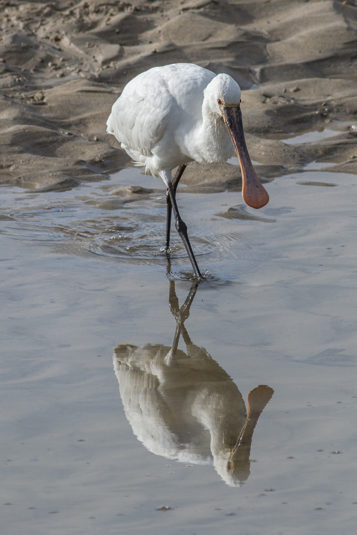 Canon EOS 70D + Canon EF 400mm F5.6L USM sample photo. One spoon or two? photography