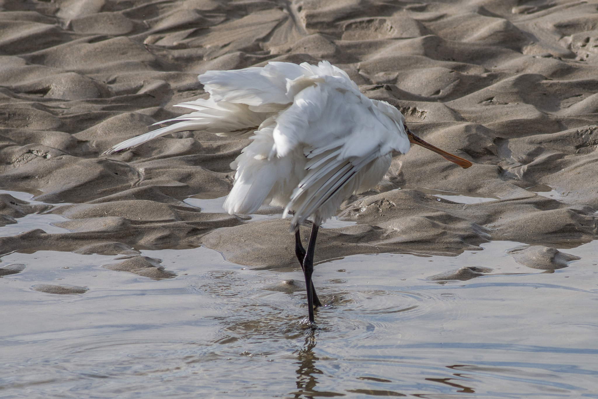 Canon EOS 70D + Canon EF 400mm F5.6L USM sample photo. Water in my ear photography