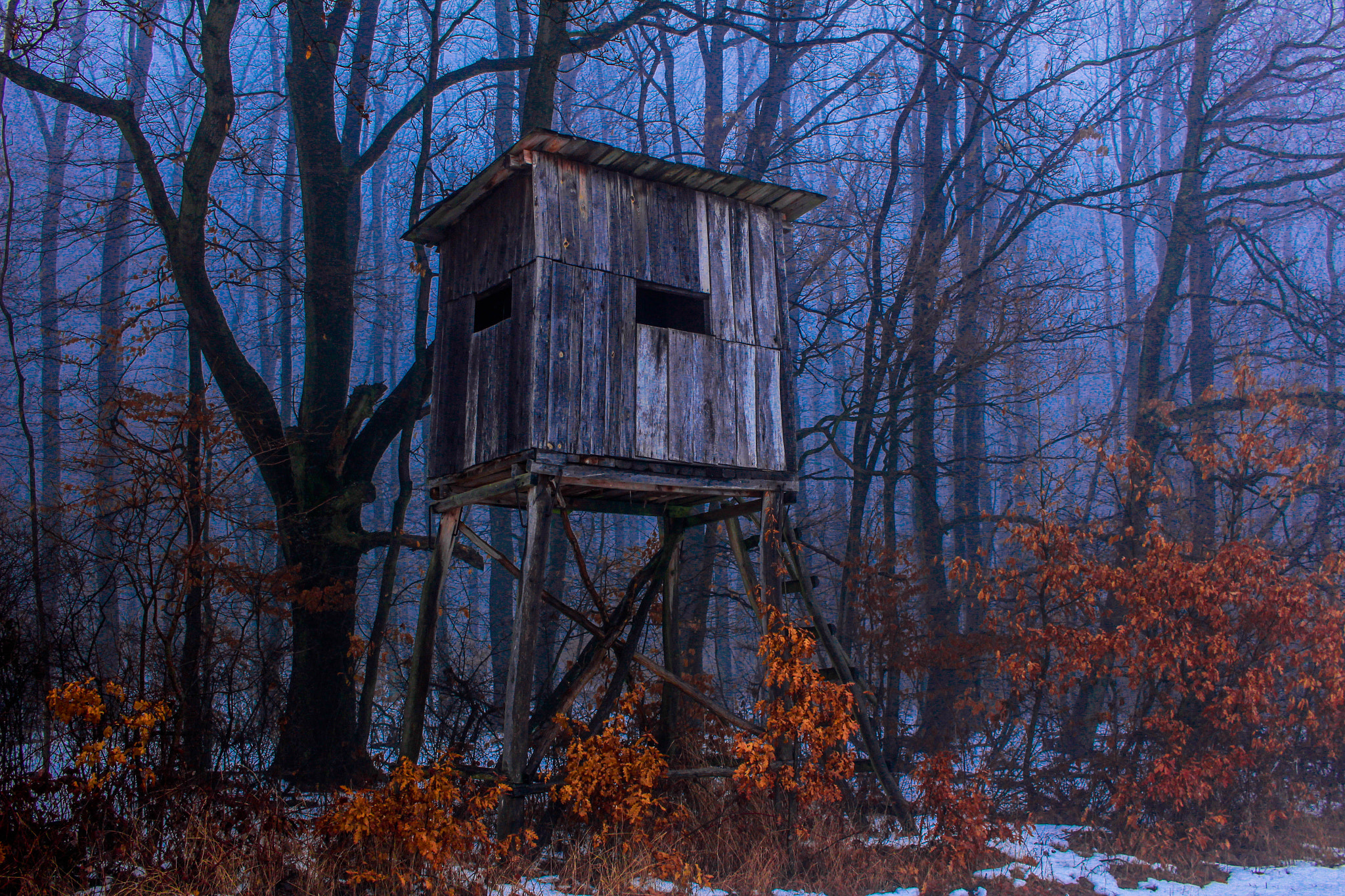 Canon EF-S 24mm F2.8 STM sample photo. In old woods photography