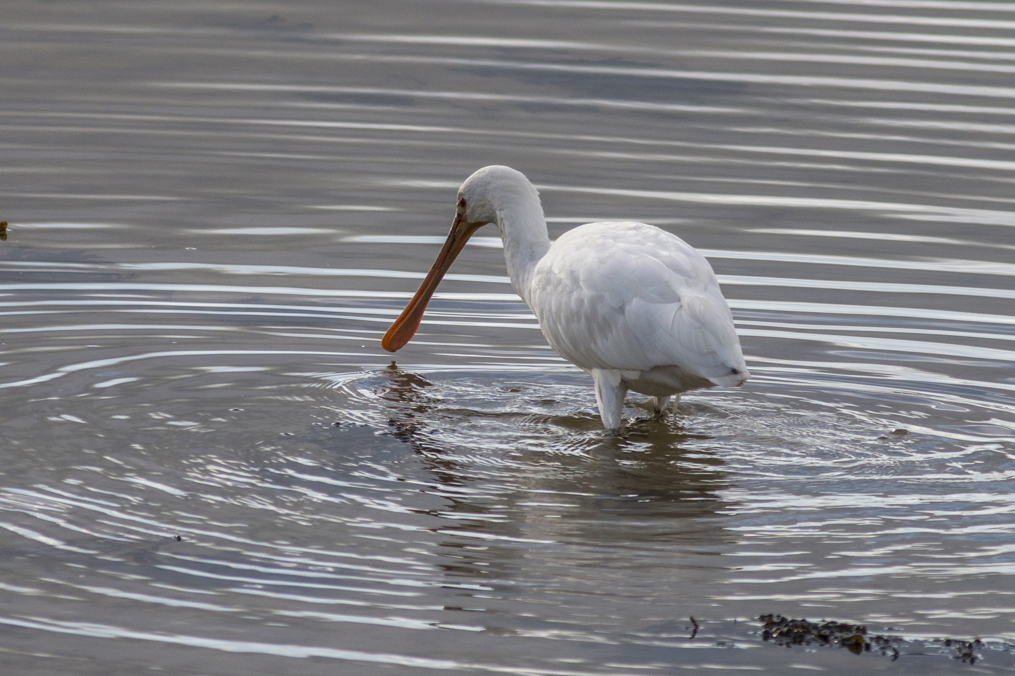 Canon EOS 70D + Canon EF 400mm F5.6L USM sample photo. Spooning photography