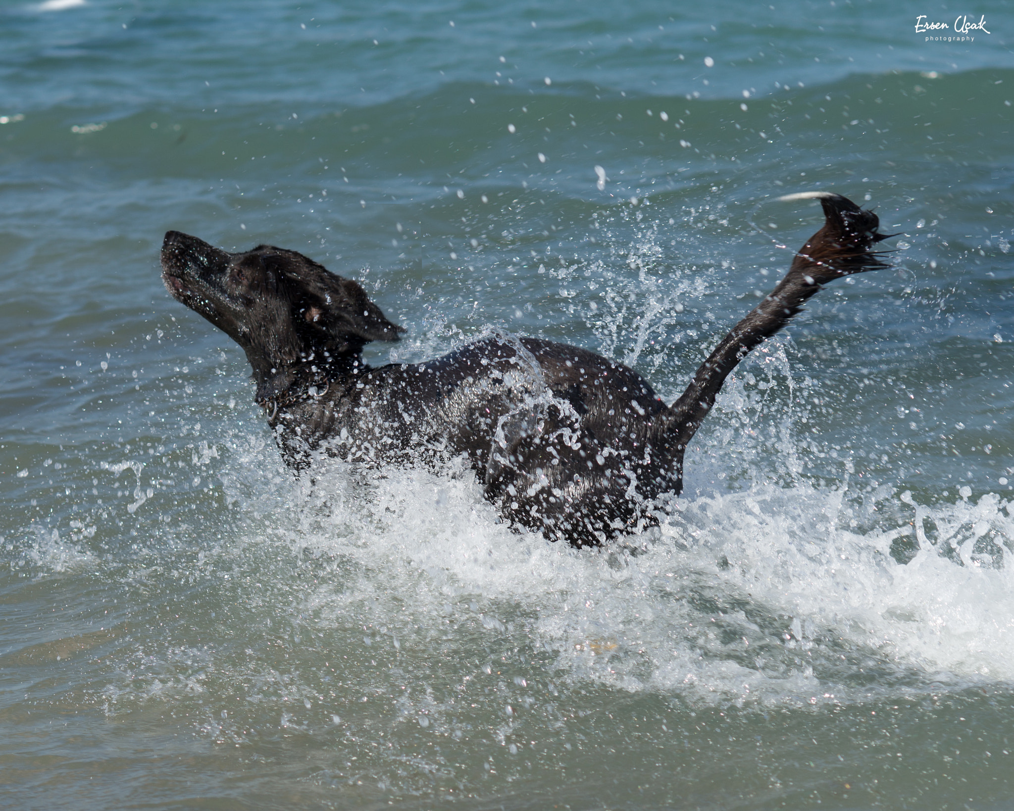 Sony Planar T* 85mm F1.4 ZA sample photo. Freedom photography