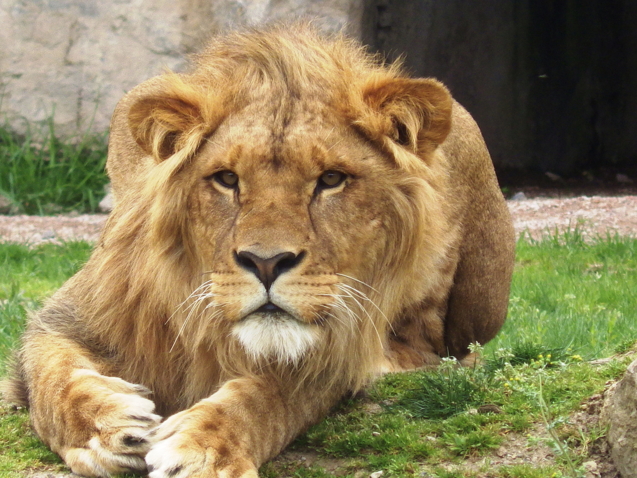 Pentax X-5 sample photo. Lion photography