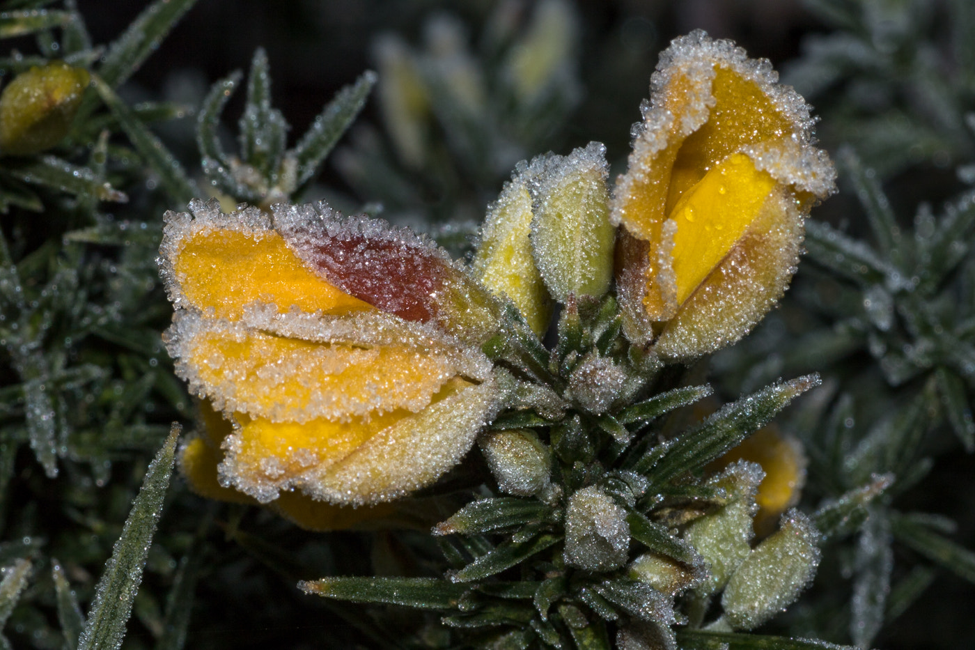 Canon EOS 760D (EOS Rebel T6s / EOS 8000D) + Tamron SP AF 90mm F2.8 Di Macro sample photo. Frosty start photography