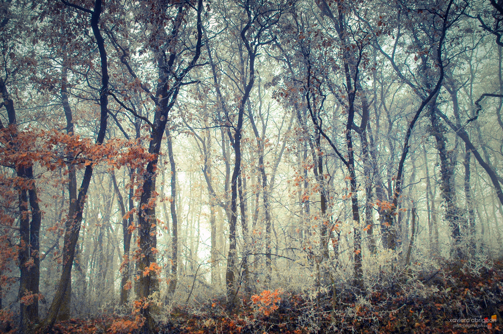 Nikon D70s sample photo. Coup de froid photography