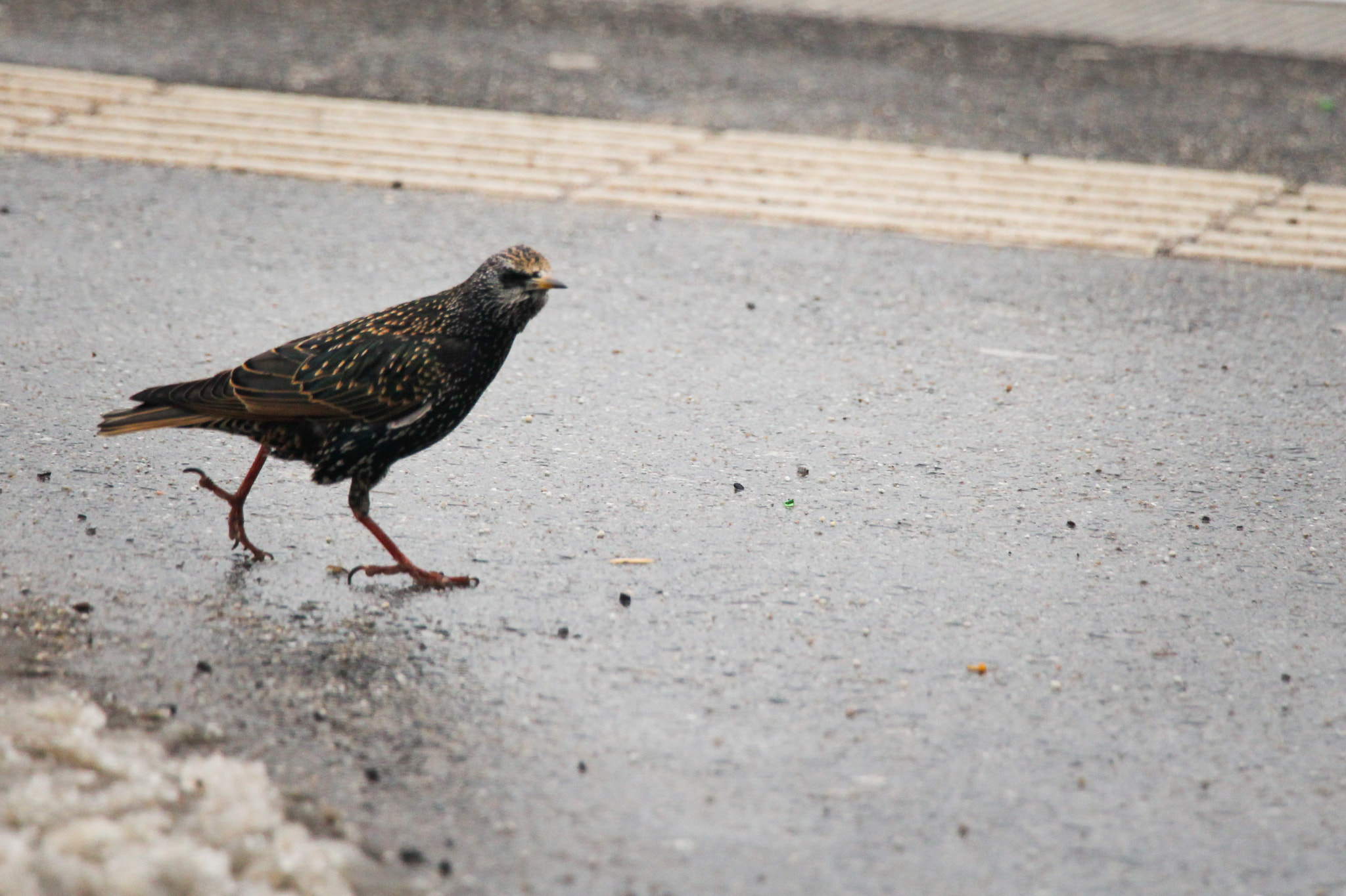 Canon EOS 700D (EOS Rebel T5i / EOS Kiss X7i) sample photo. Bird in berlin photography