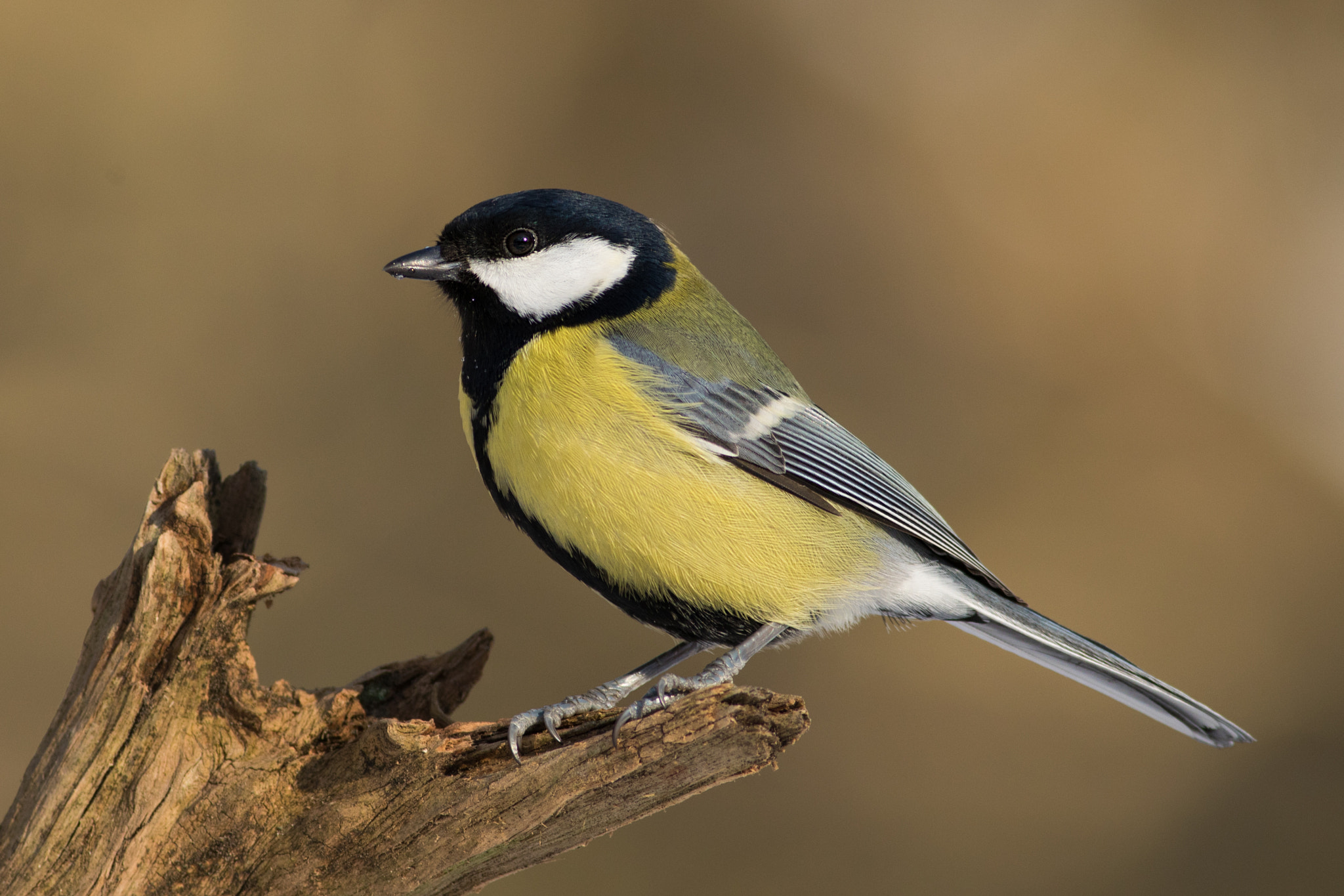 Canon EF 400mm F5.6L USM sample photo. Sýkora koňadra (parus major

 photography