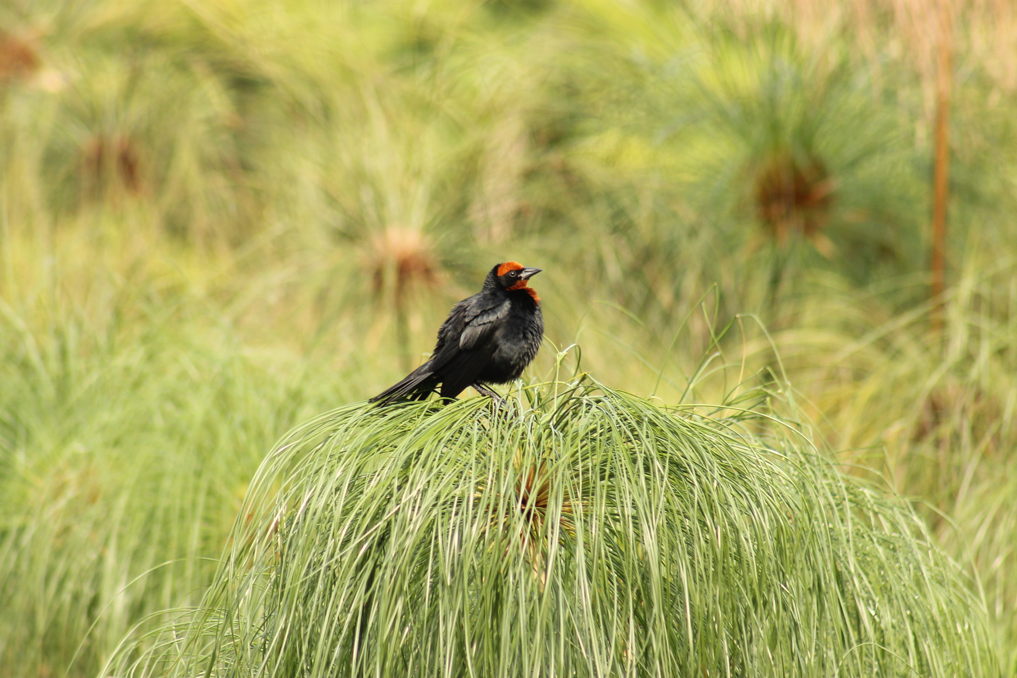 Canon EF 75-300mm f/4-5.6 USM sample photo. Chestnut-capped blackbird photography
