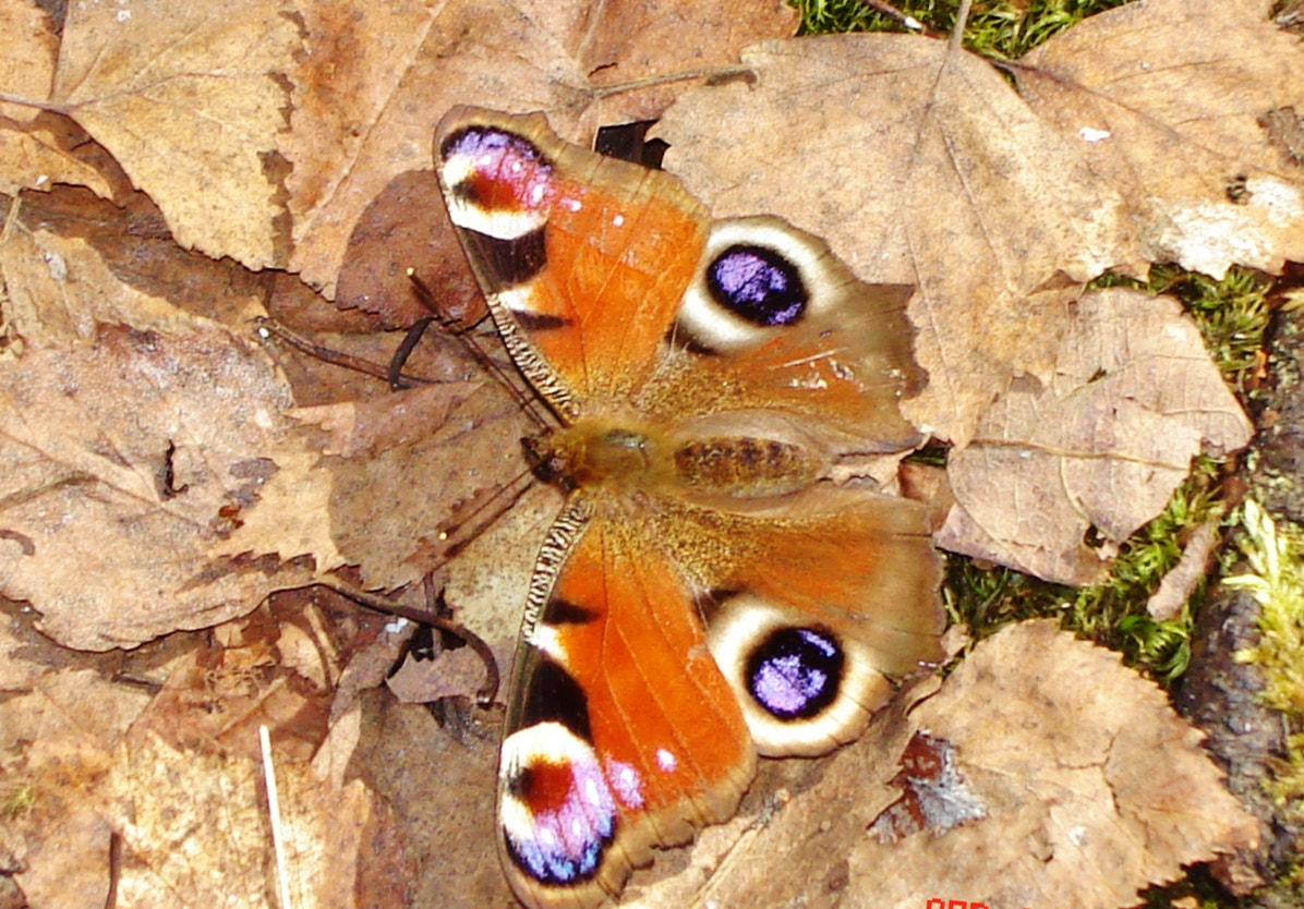 Sony DSC-S60 sample photo. Butterfly photography