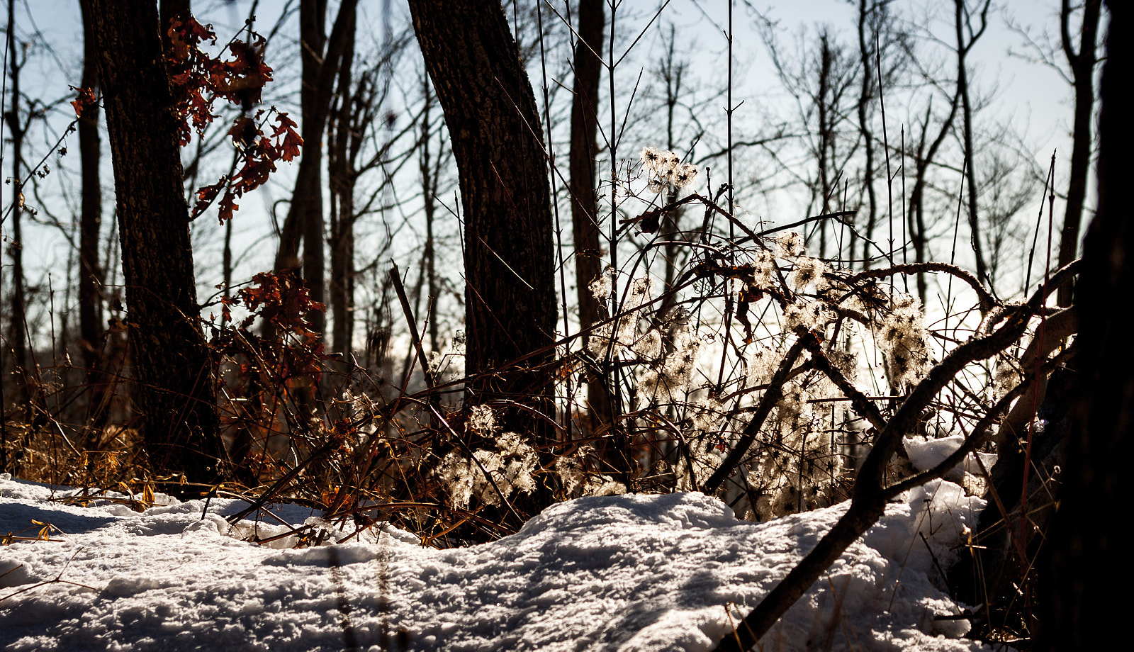 Canon EF 28-105mm f/3.5-4.5 USM sample photo. Winter beauty photography
