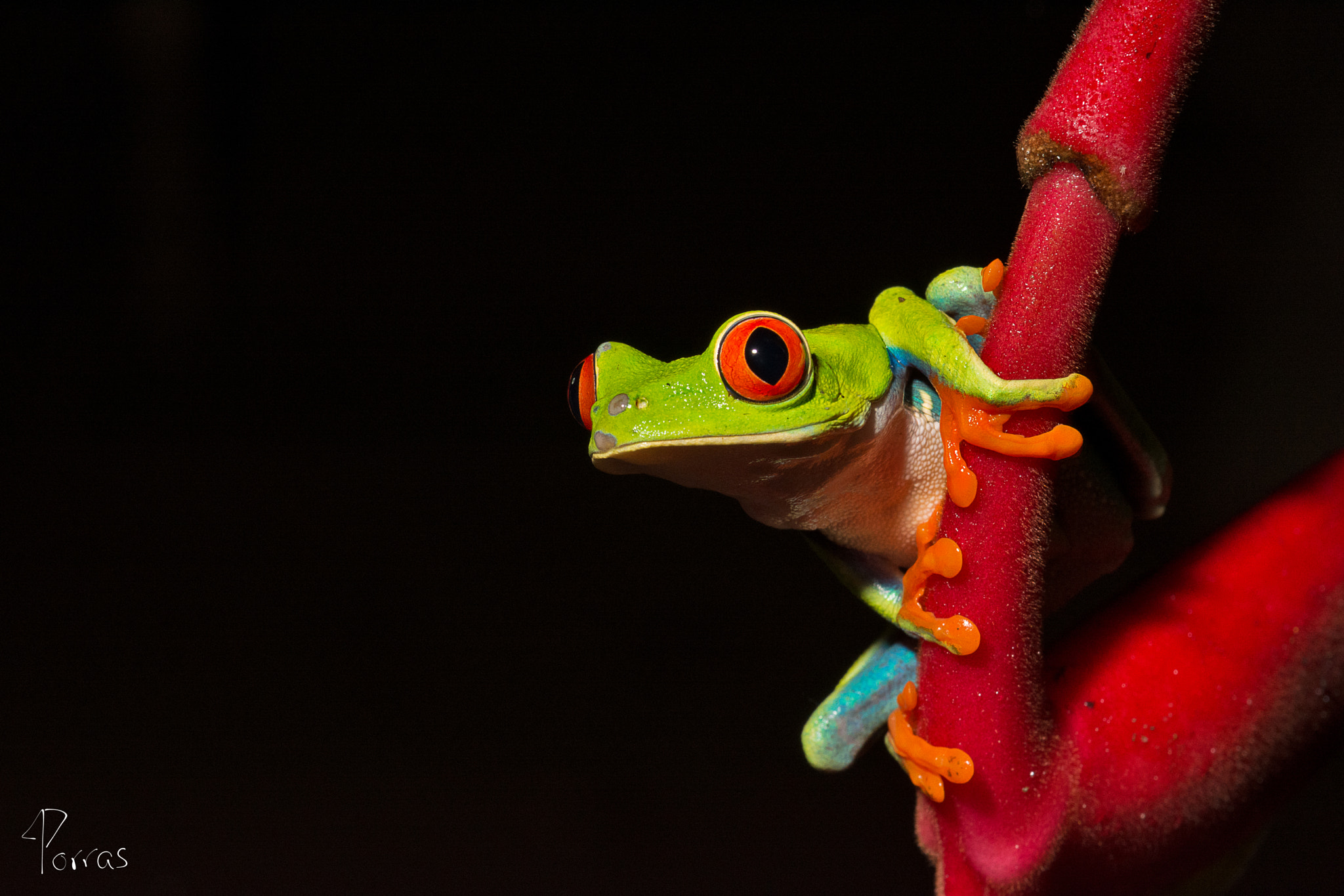 Nikon AF-S DX Micro-Nikkor 85mm F3.5G ED VR sample photo. Red eye leaf frog photography