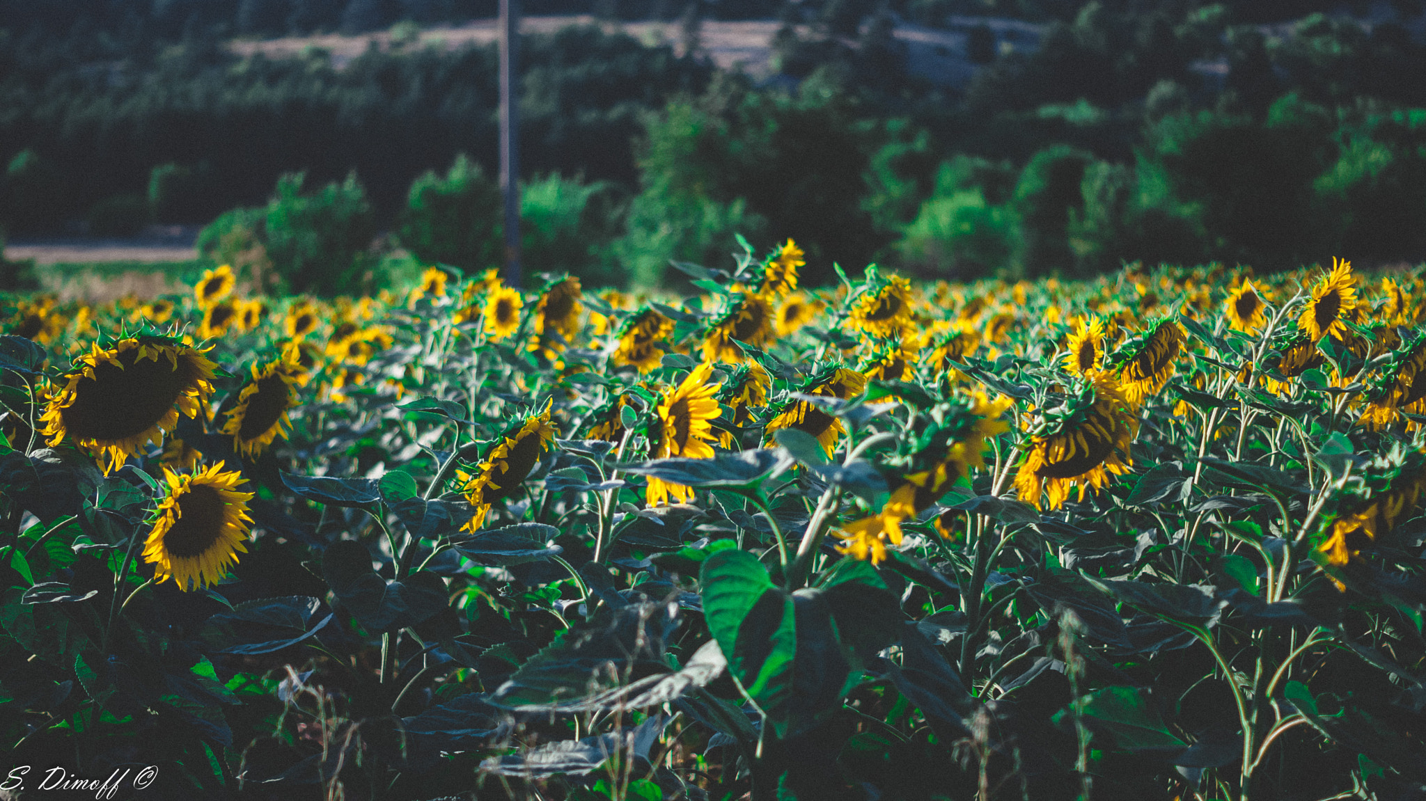 Sony Alpha DSLR-A200 + Sony DT 50mm F1.8 SAM sample photo. Sunflowers from last summer  photography