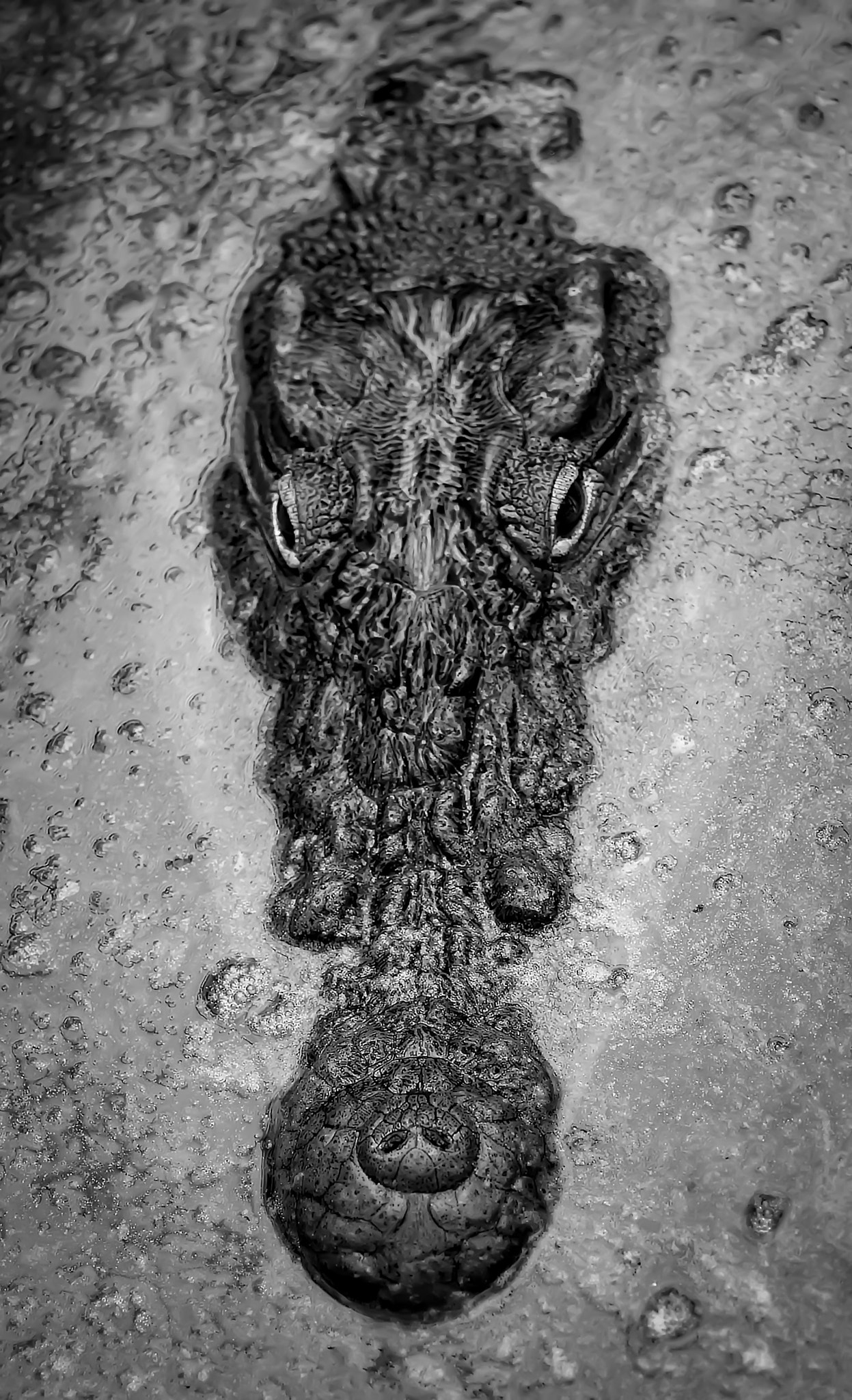 Tokina AT-X Pro 100mm F2.8 Macro sample photo. Crocodile portrait photography