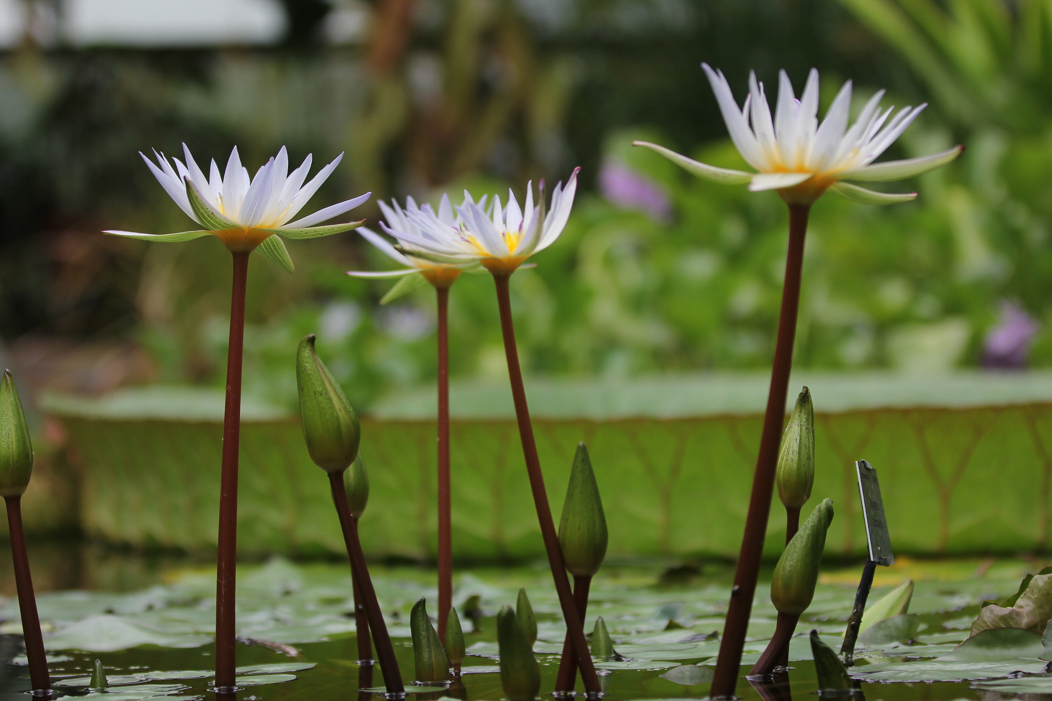 Canon EF 70-200mm F2.8L IS II USM sample photo. Botanical garden photography