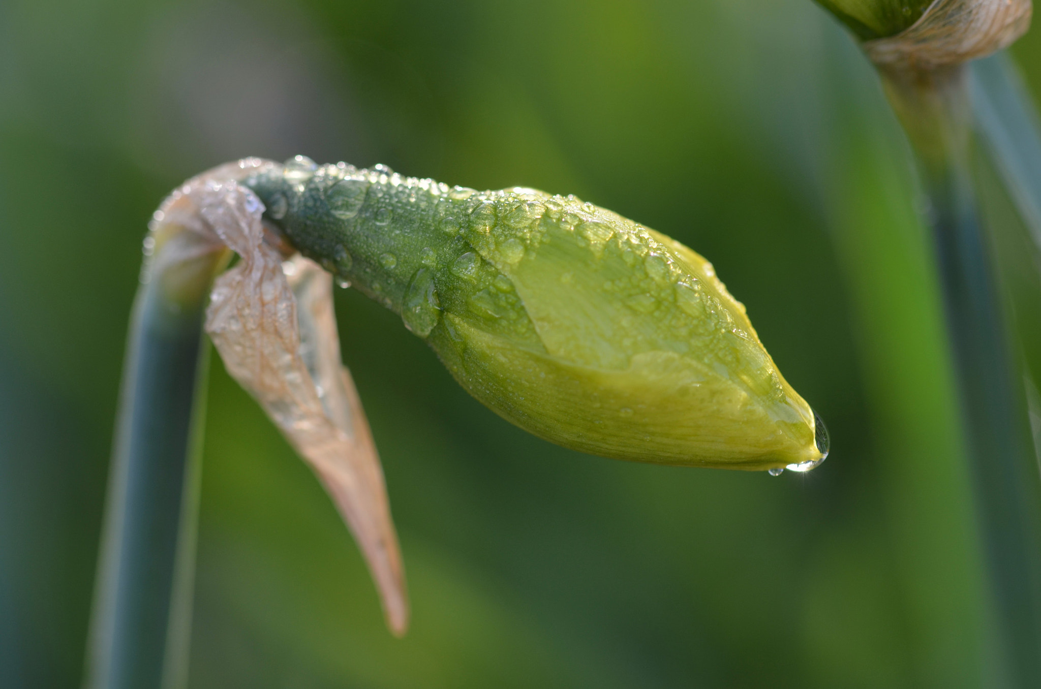 Sigma 105mm F2.8 EX DG OS HSM sample photo. Post rain photography