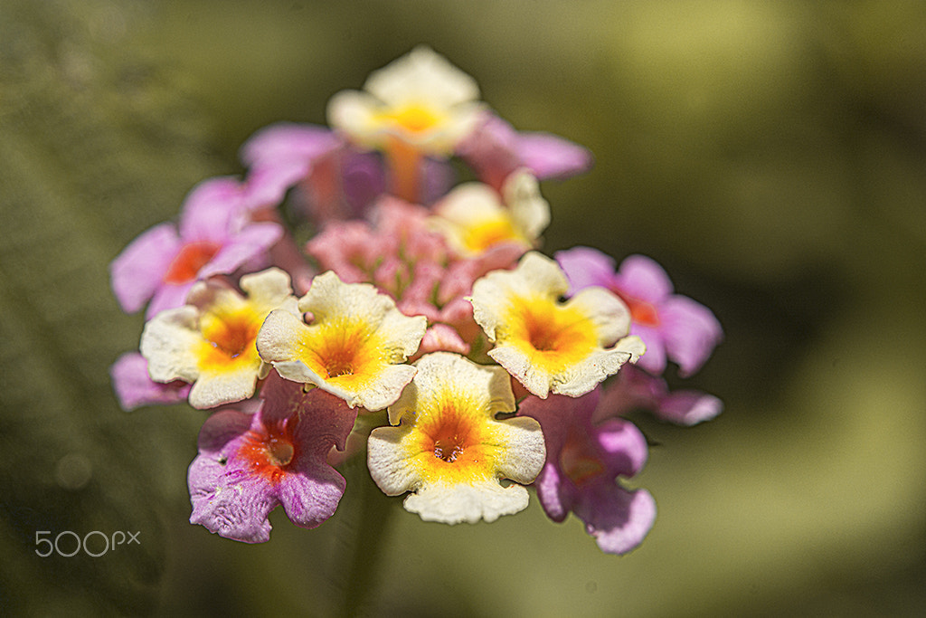 Nikon AF-S Micro-Nikkor 60mm F2.8G ED sample photo. Flores  minúsculas photography