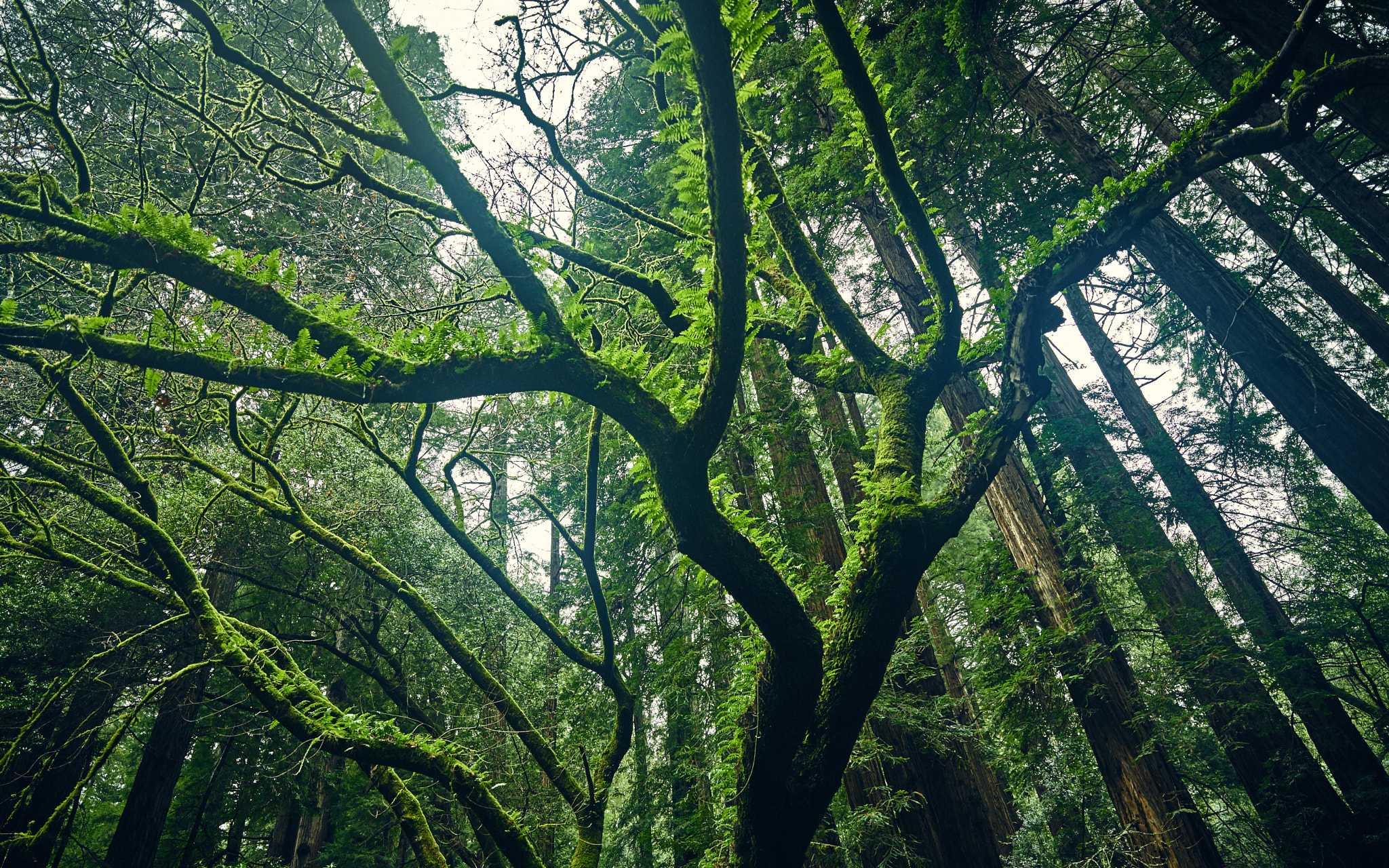 Phase One IQ3 100MP + Schneider Kreuznach LS 35mm LS f/3.5 sample photo. Muir woods photography