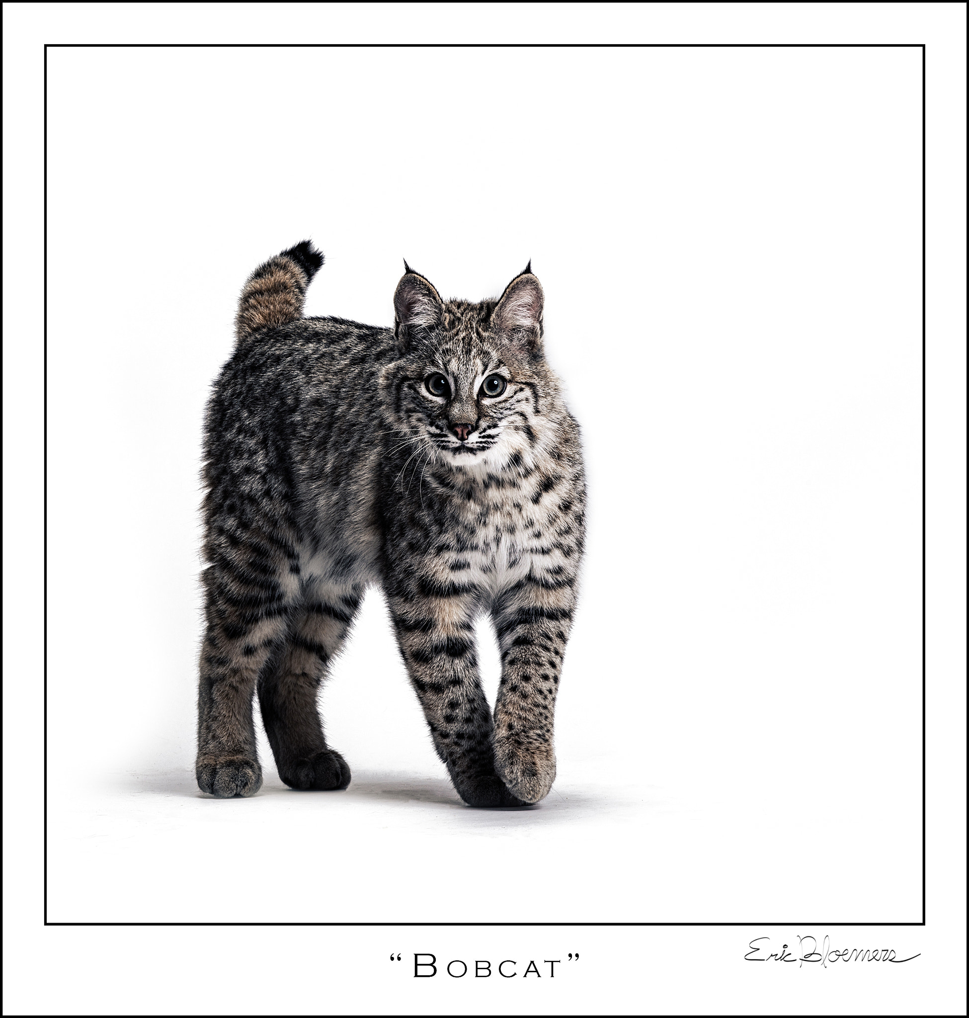 Nikon AF-Nikkor 80-200mm F2.8D ED sample photo. Bobcat photography