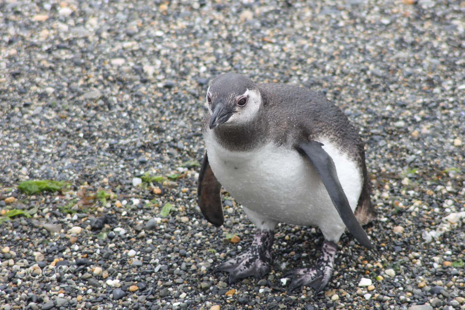 Canon EOS 1100D (EOS Rebel T3 / EOS Kiss X50) sample photo. Magellanic penguin (spheniscus magellanicus) photography