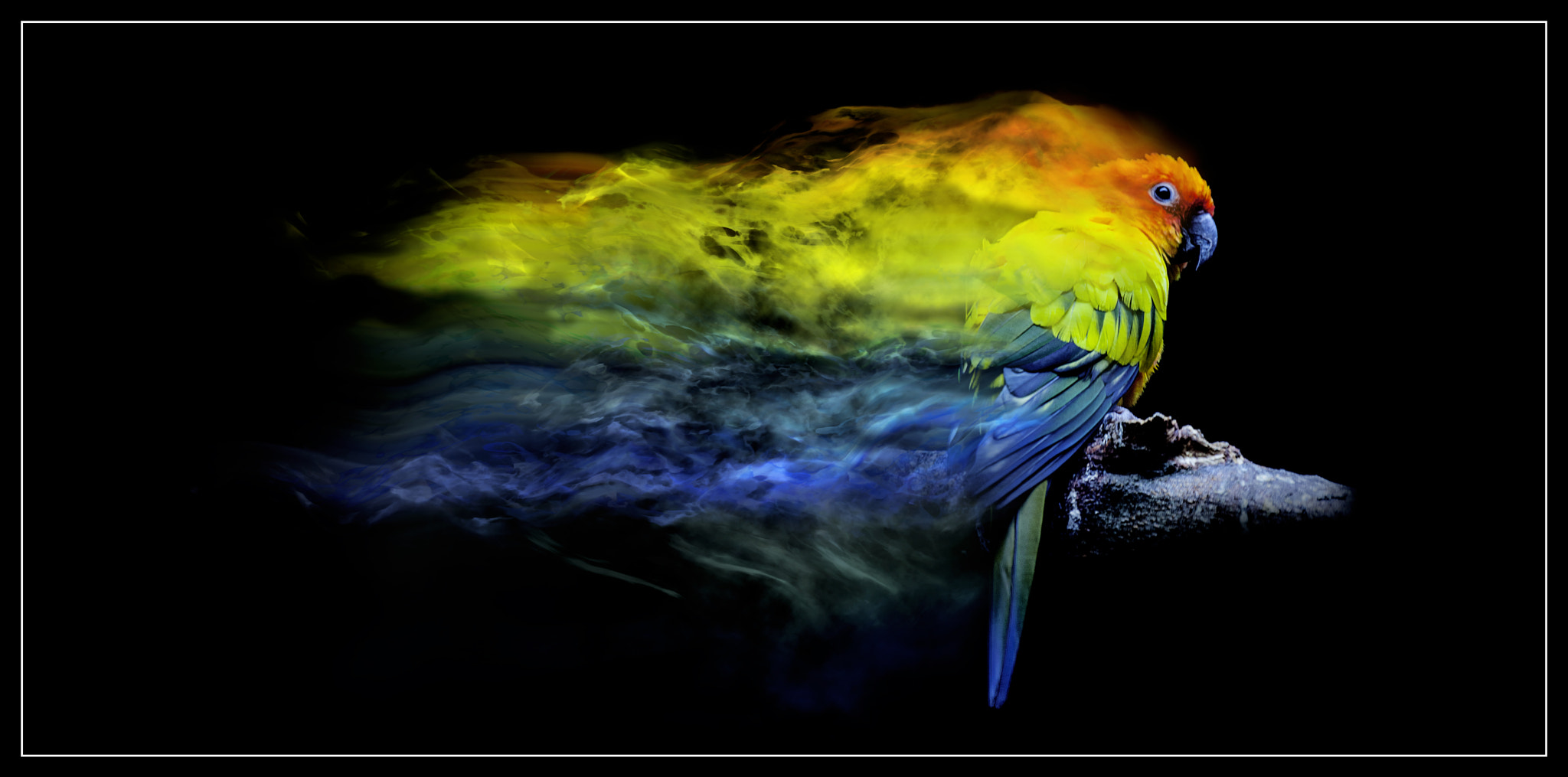 Canon EOS-1Ds Mark III sample photo. Sun conure photography