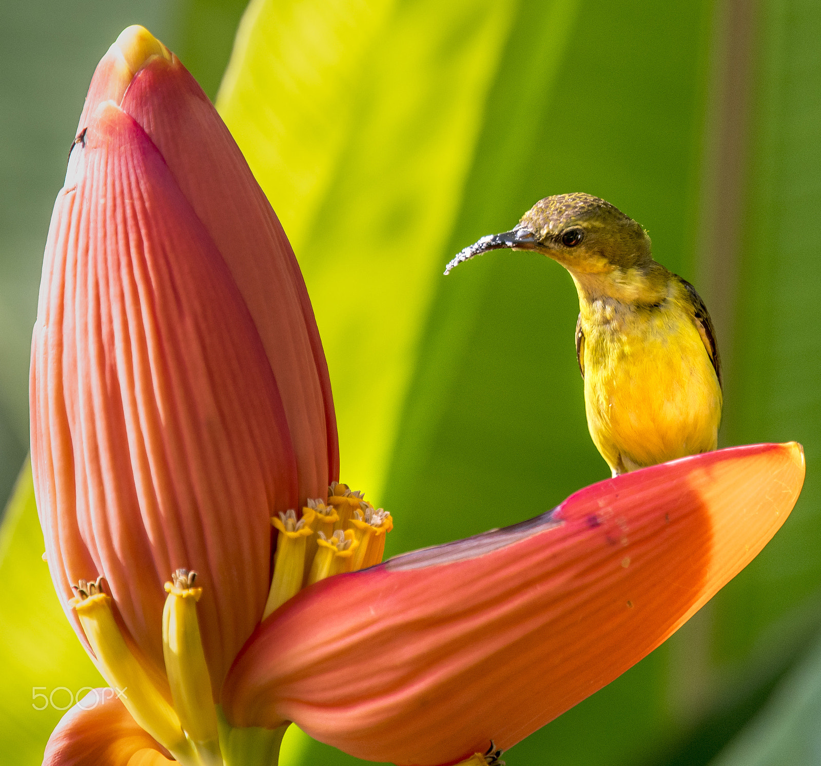 Nikon Nikkor AF-S 300mm F4E PF ED VR sample photo. More nectar? photography