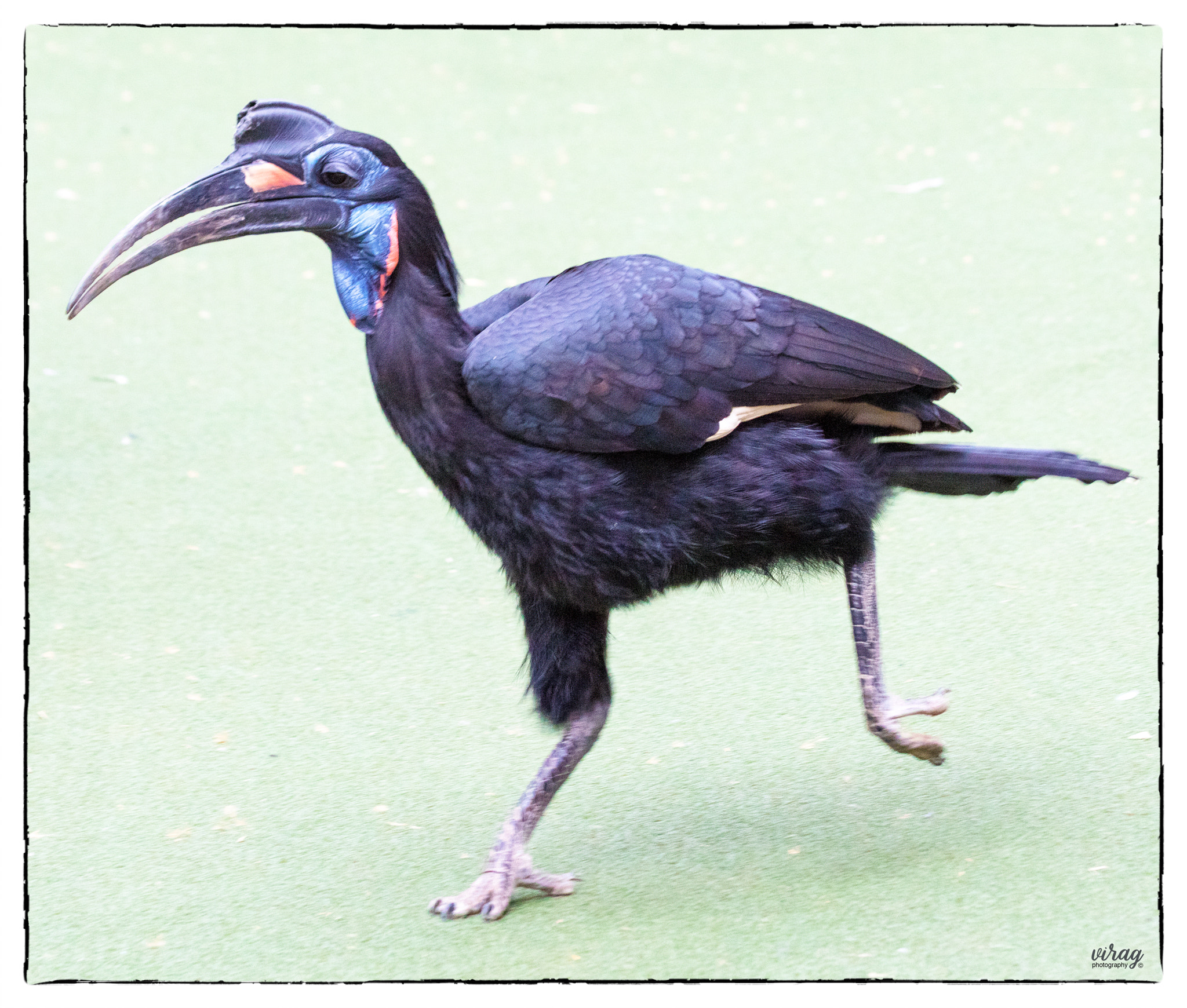 Canon EF 100-400mm F4.5-5.6L IS USM sample photo. Ground hornbill photography