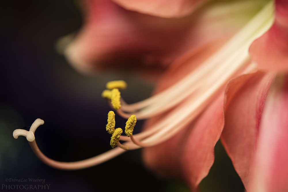 Nikon AF-S Micro-Nikkor 60mm F2.8G ED sample photo. Who's zooming who photography