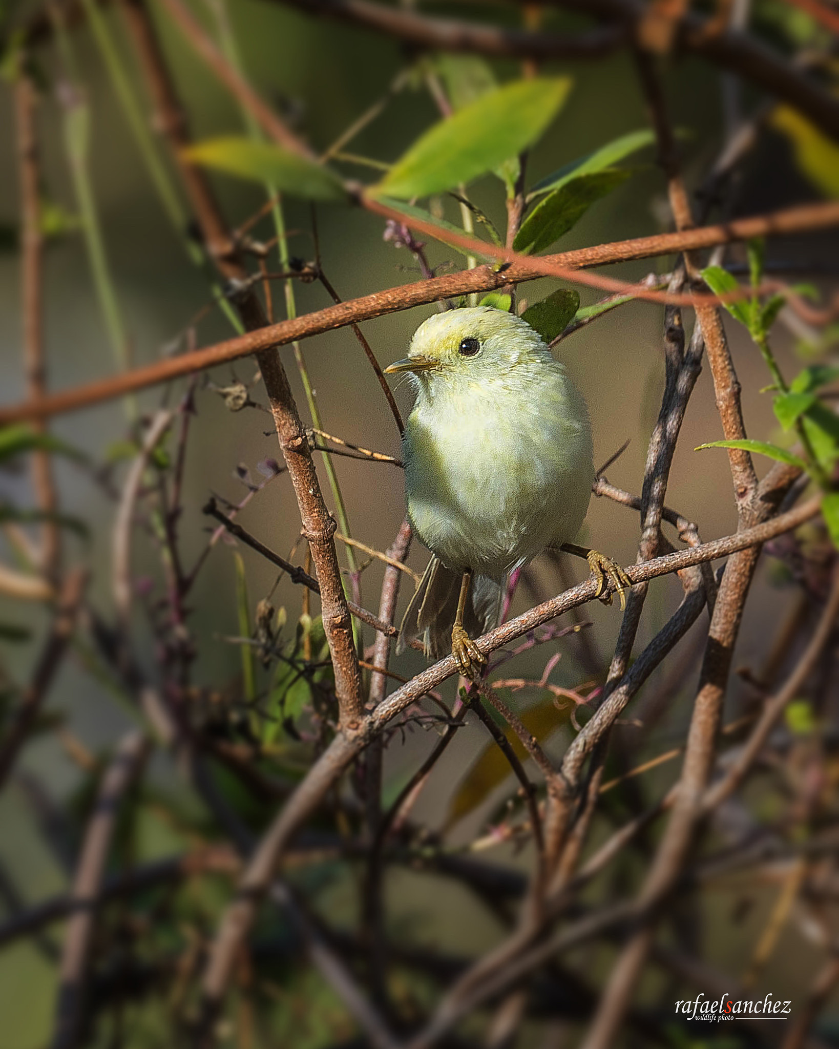 Sigma 150-600mm F5-6.3 DG OS HSM | C sample photo. Mosquitero canario (leucismo)  canary islands chif photography