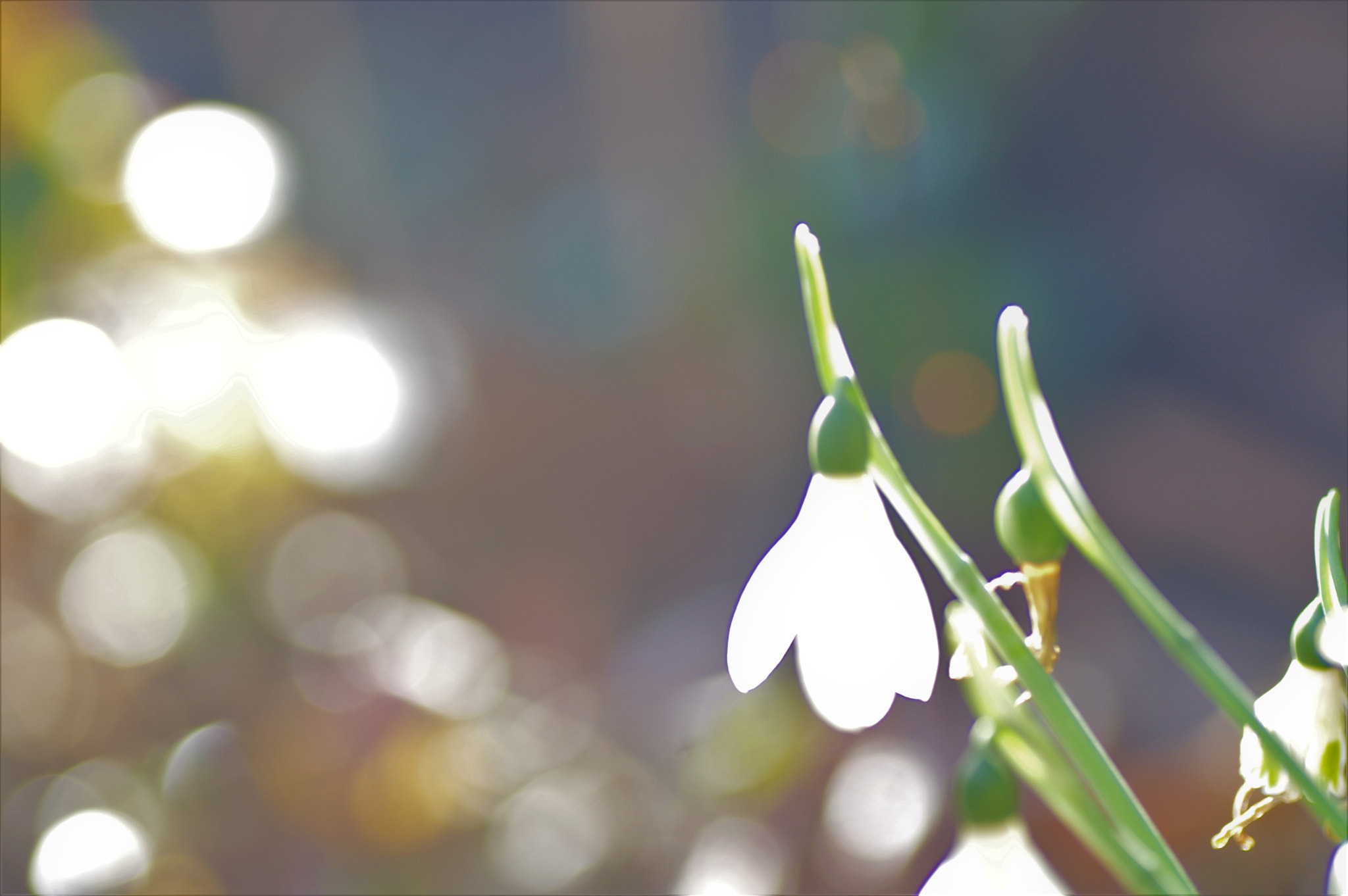Tamron SP AF 90mm F2.8 Di Macro sample photo. Snow drop photography
