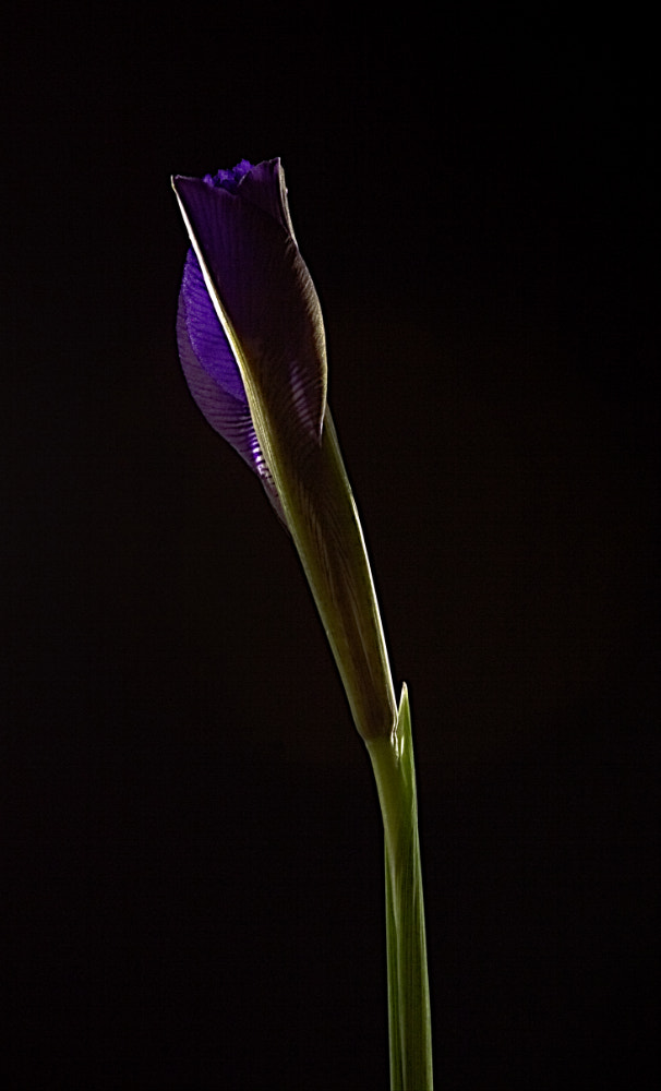 Canon EOS 60D + Canon EF 200mm F2.8L II USM sample photo. Iris reticulata photography