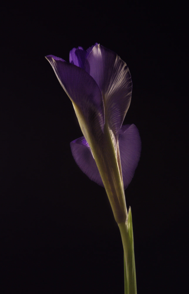 Canon EOS 60D + Canon EF 200mm F2.8L II USM sample photo. Iris reticulata photography