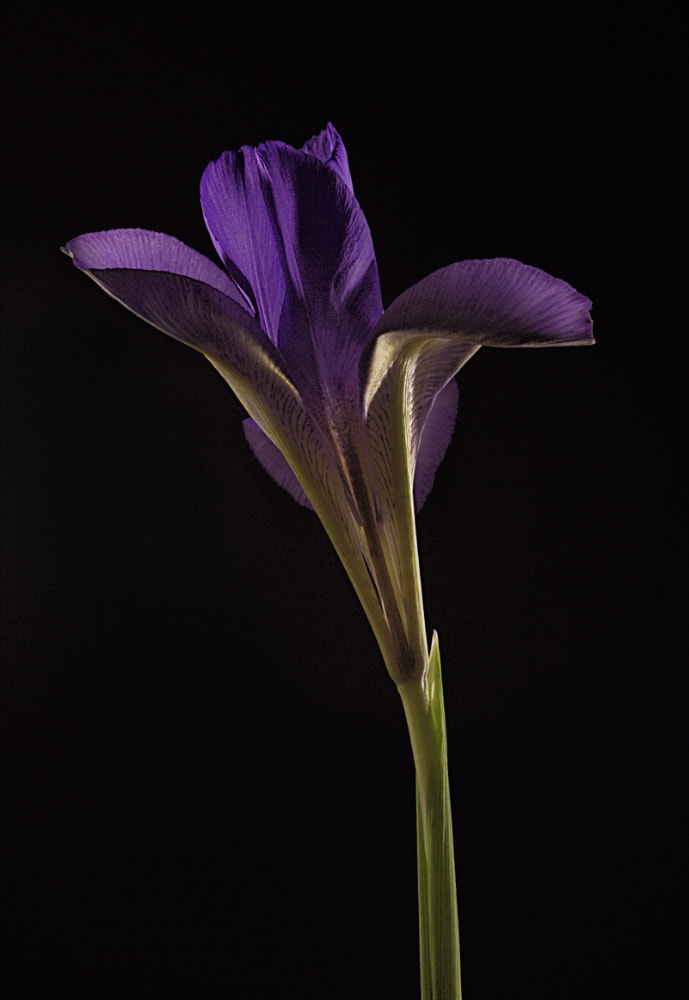 Canon EOS 60D + Canon EF 200mm F2.8L II USM sample photo. Iris reticulata photography