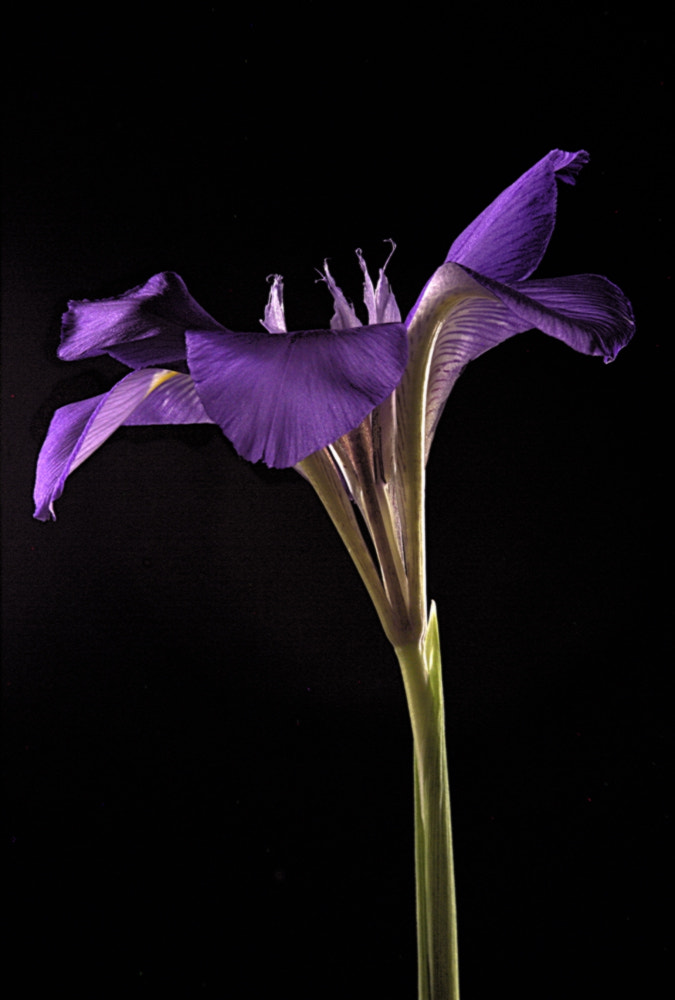 Canon EOS 60D + Canon EF 200mm F2.8L II USM sample photo. Iris reticulata photography