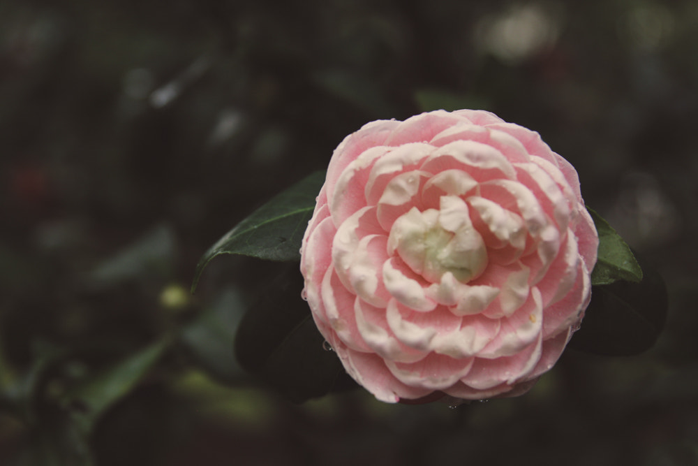 Canon EF 24-70mm F2.8L II USM sample photo. Flower in the park photography