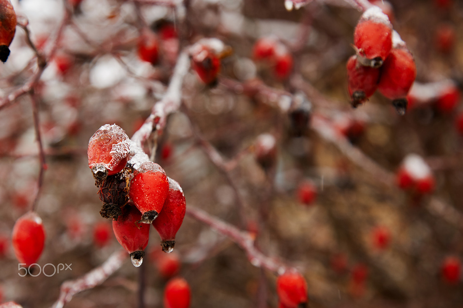 Canon EOS-1Ds Mark II + Canon EF 24-105mm F4L IS USM sample photo. Frozen briar photography