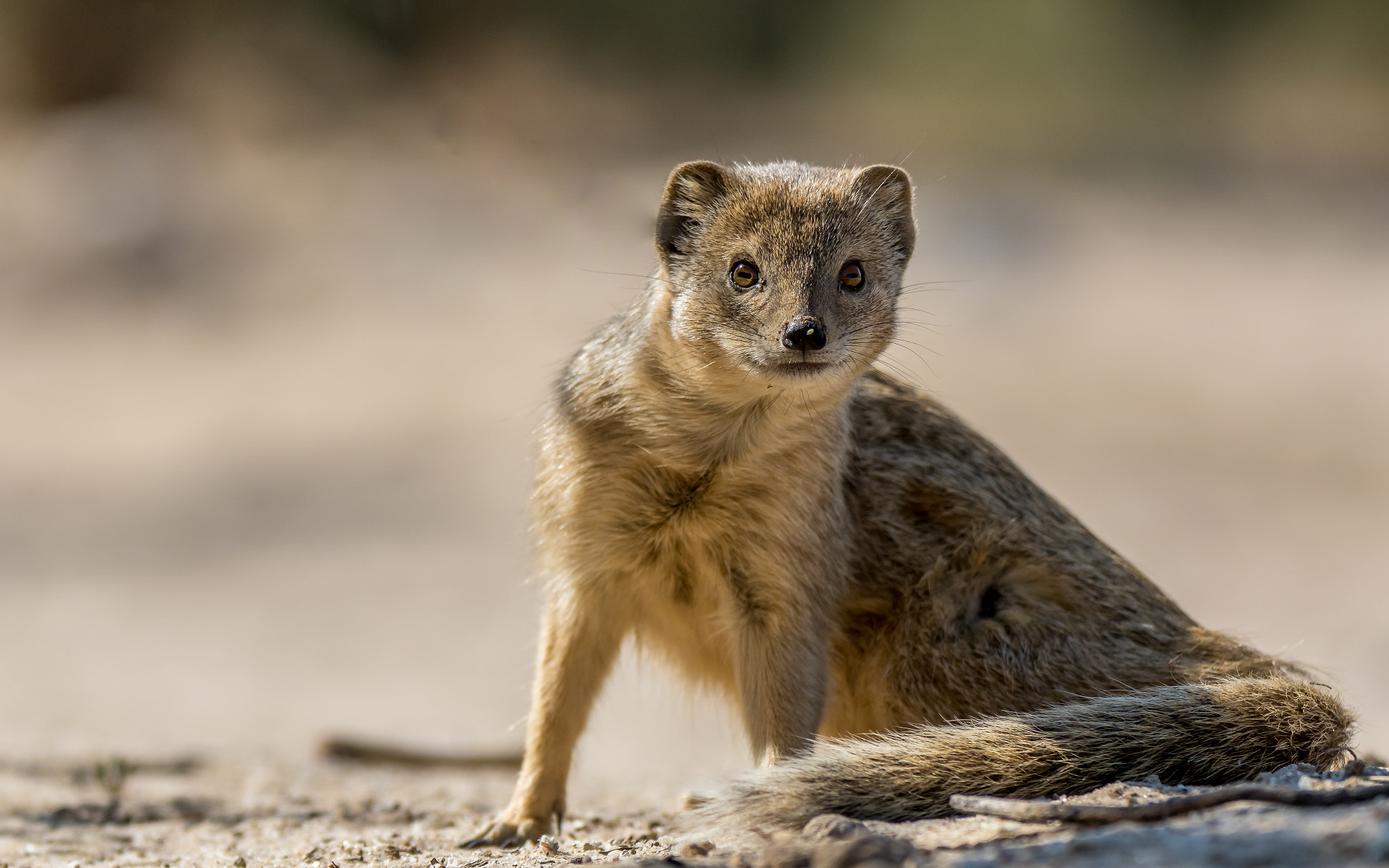 Canon EOS 7D Mark II + Canon EF 70-200mm F2.8L IS II USM sample photo. Mongoose photography