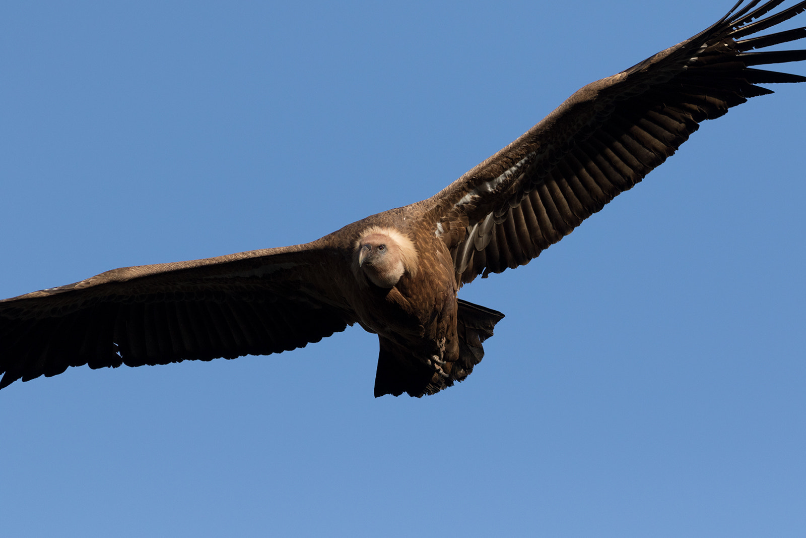 Canon EF 300mm F4L IS USM sample photo. Leonado photography