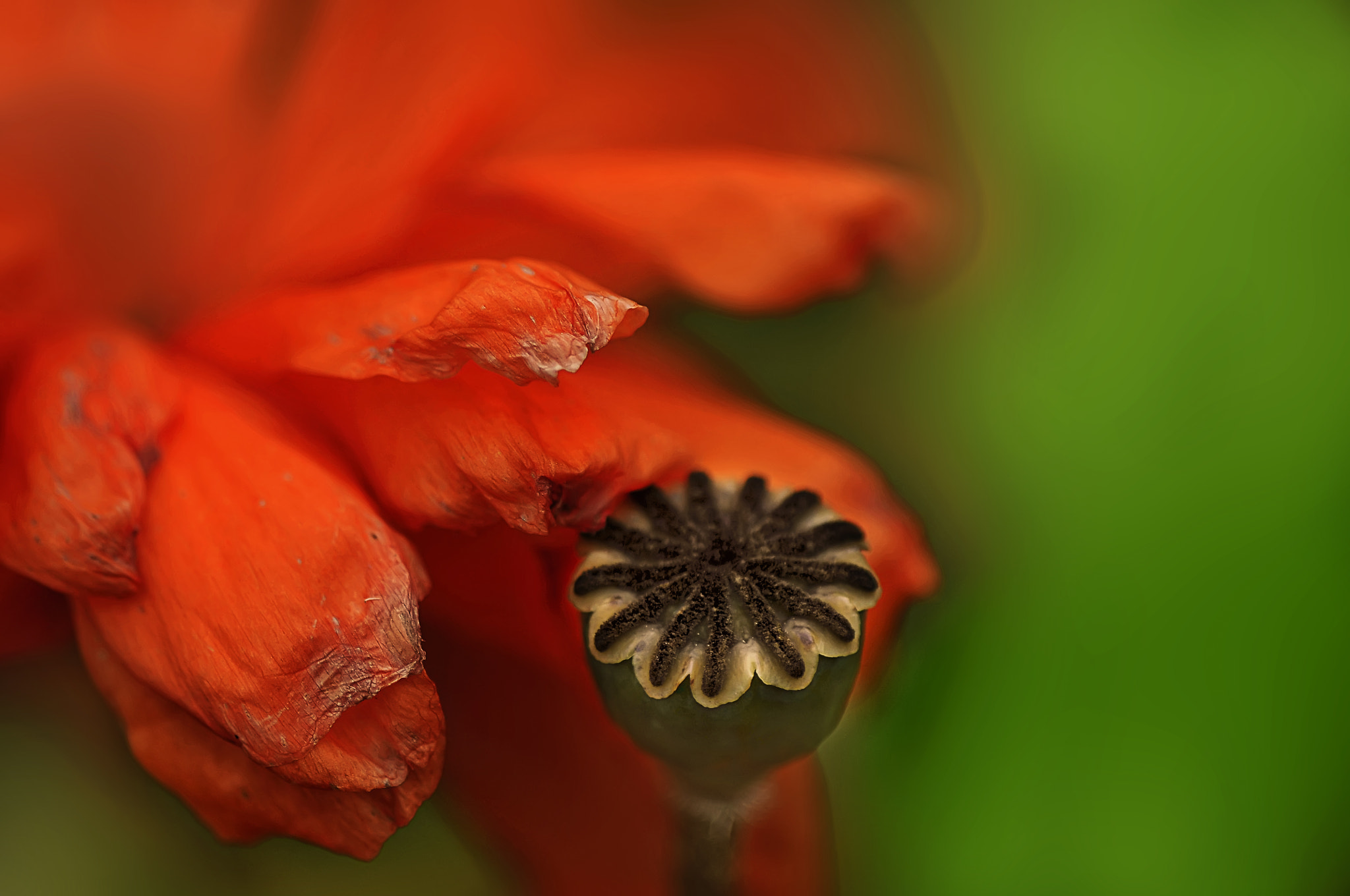 AF Micro-Nikkor 105mm f/2.8 sample photo. Прощай молодость... photography