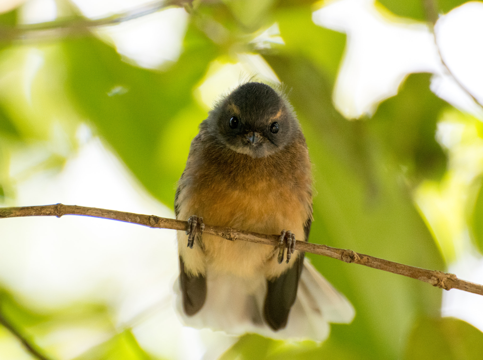 Nikon D5500 sample photo. Fantail chick on a stick photography
