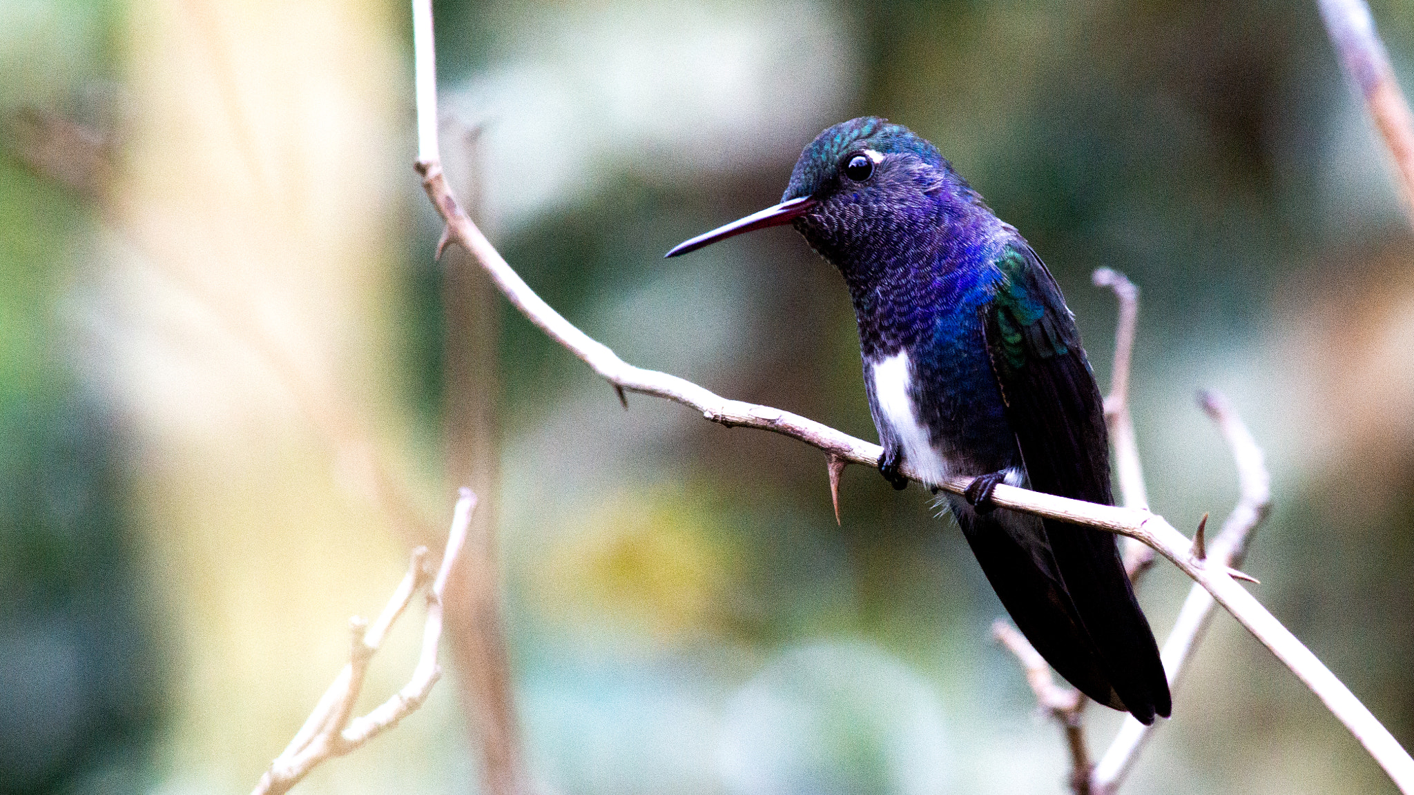 Minolta AF 80-200mm F2.8 HS-APO G sample photo. Efcfdo photography