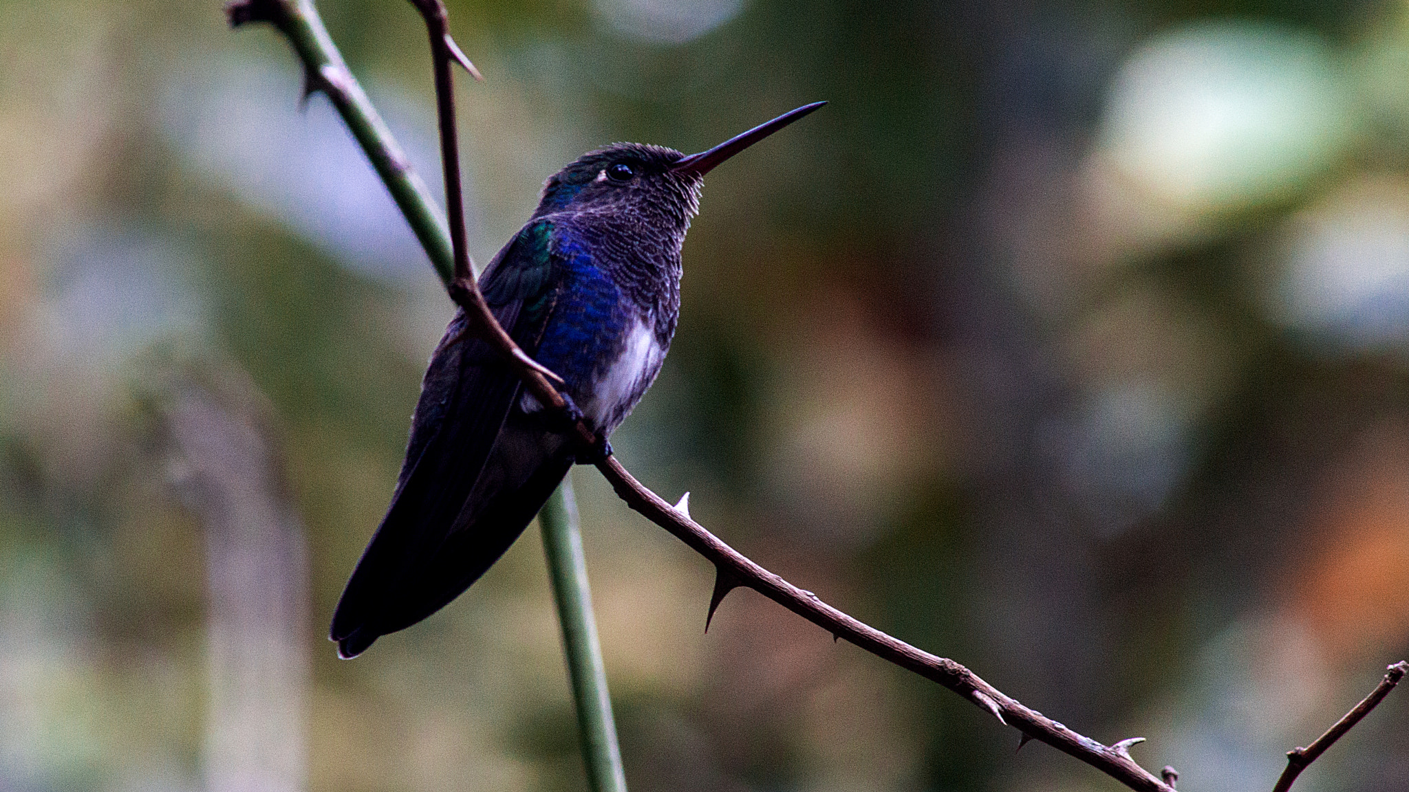 Minolta AF 80-200mm F2.8 HS-APO G sample photo. Fafeco photography