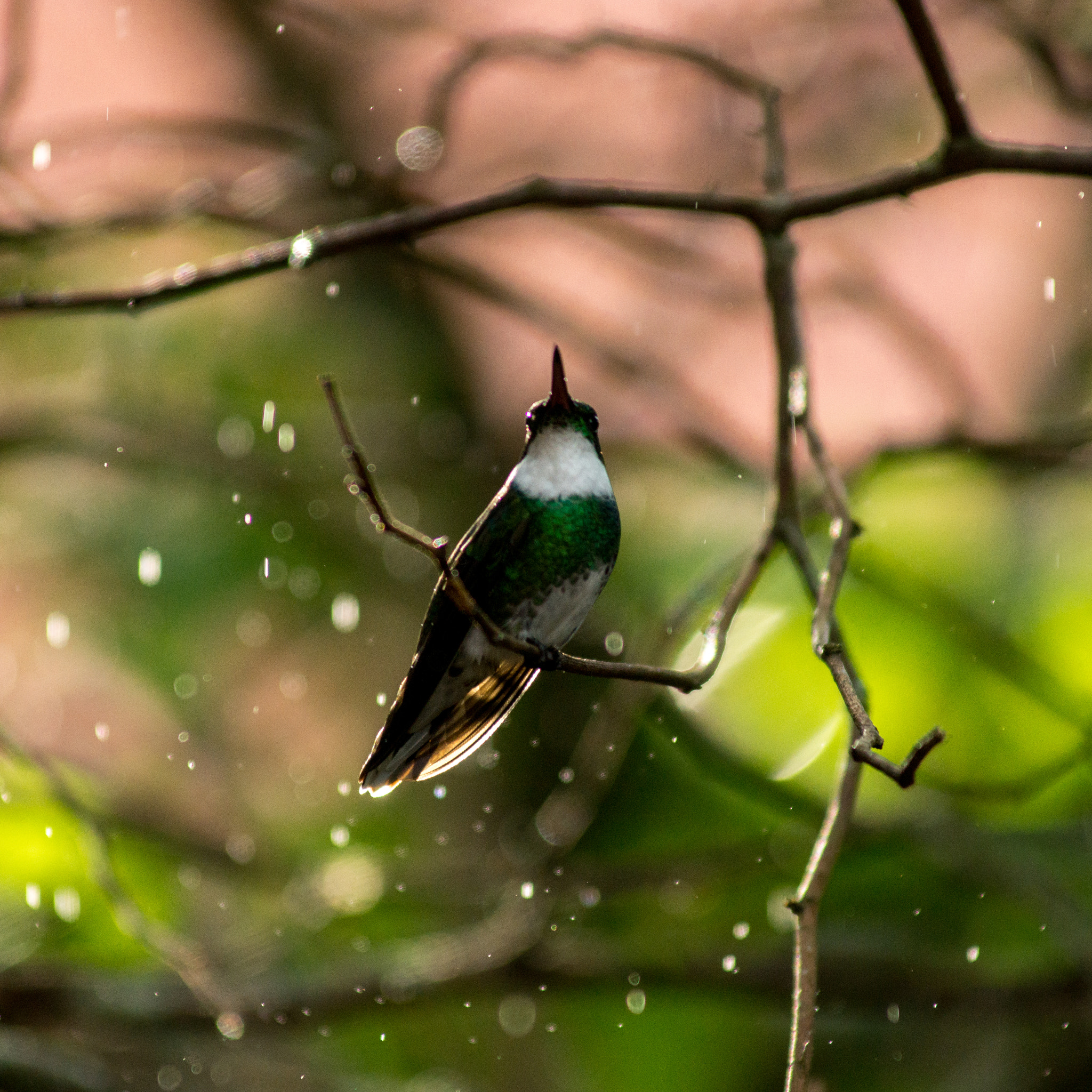 Minolta AF 80-200mm F2.8 HS-APO G sample photo. Dbbo photography
