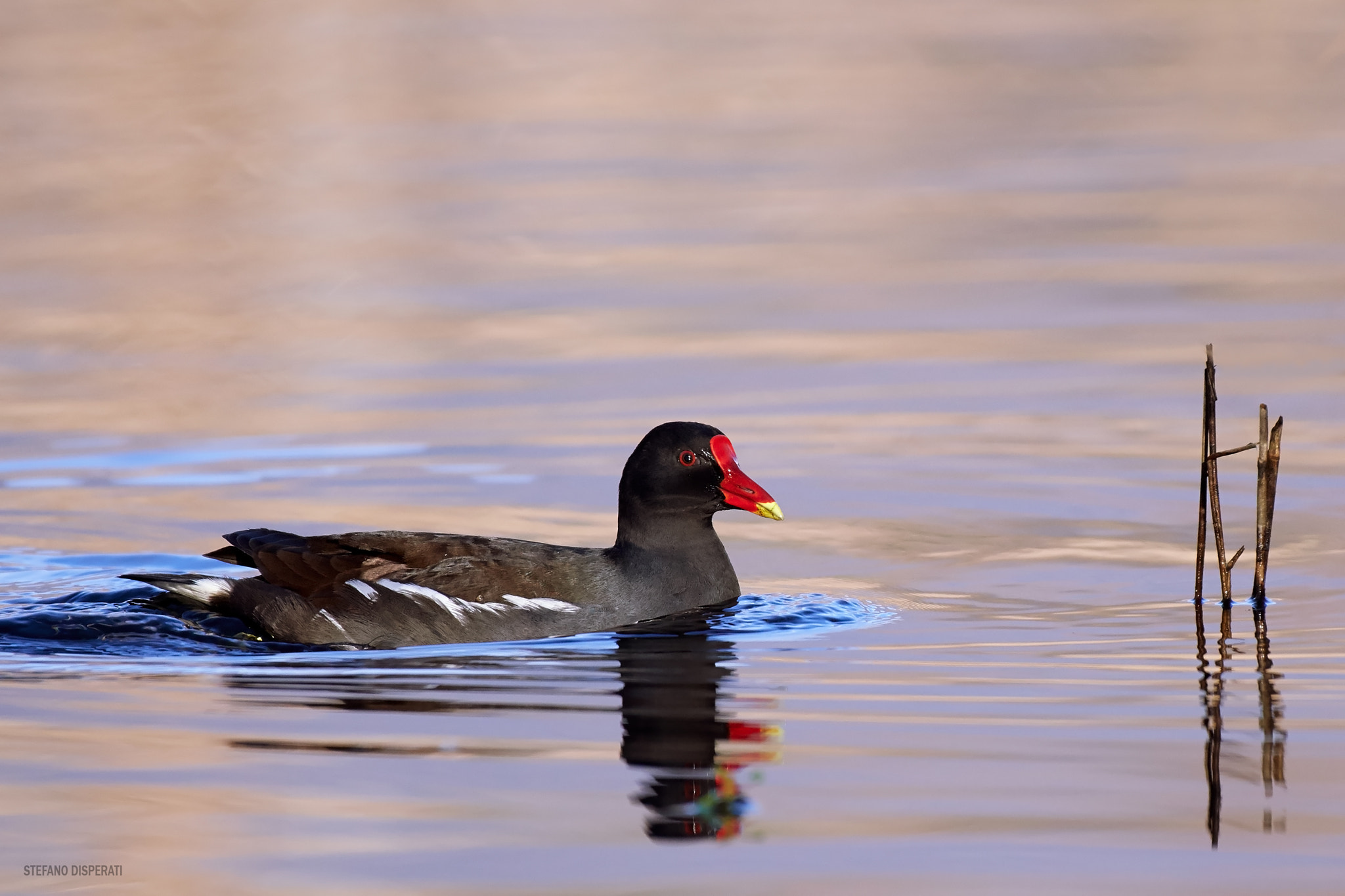 Nikon AF-S Nikkor 200-500mm F5.6E ED VR sample photo. Gallinella photography