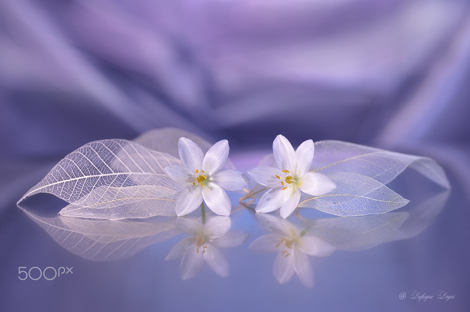 Nikon D700 sample photo. A dream is a wish your heart makes photography