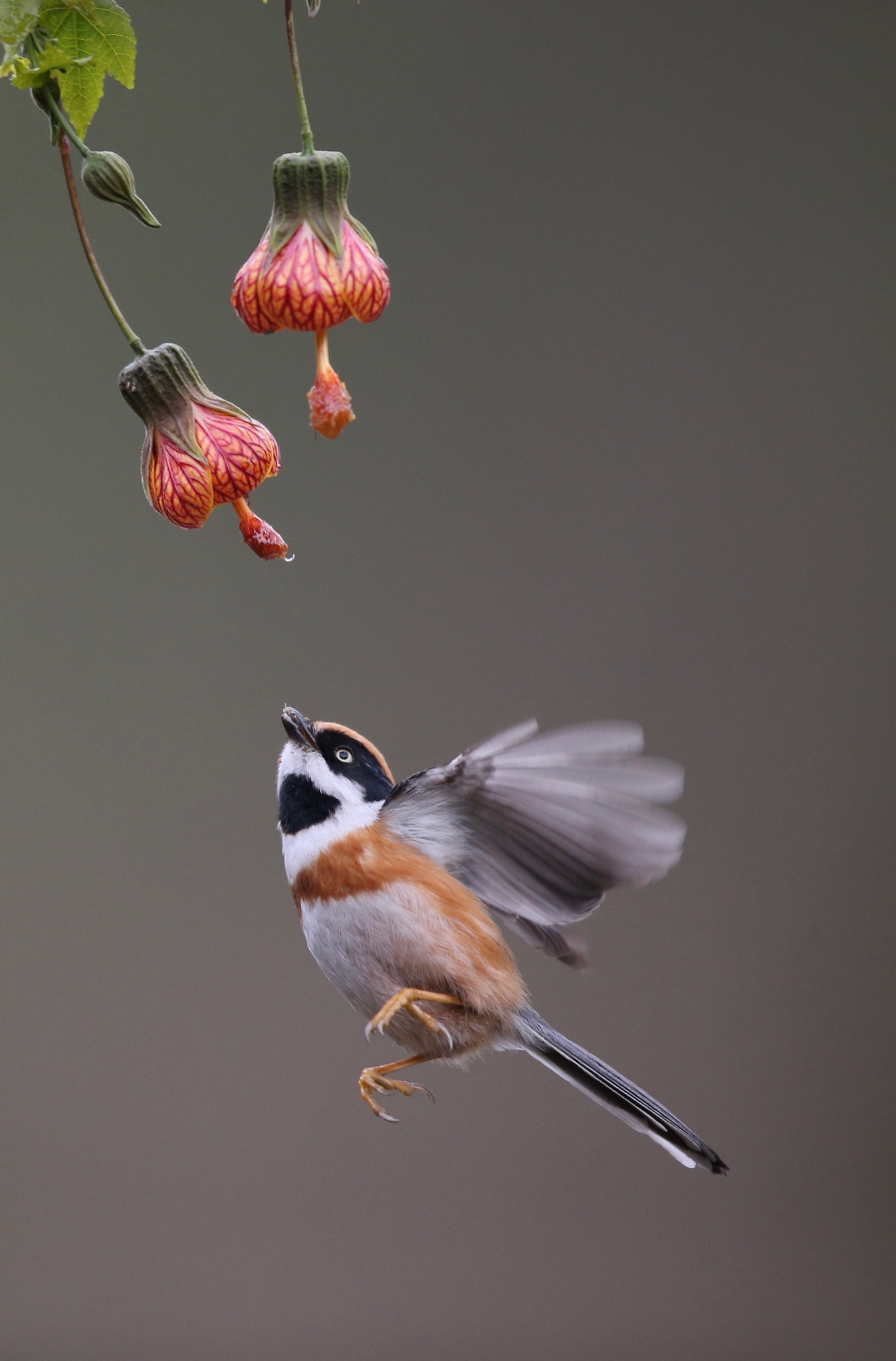 Canon EF 600mm F4L IS II USM sample photo
