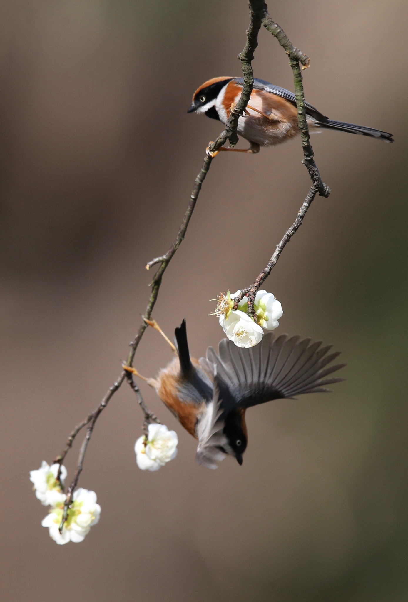 Canon EF 600mm F4L IS II USM sample photo
