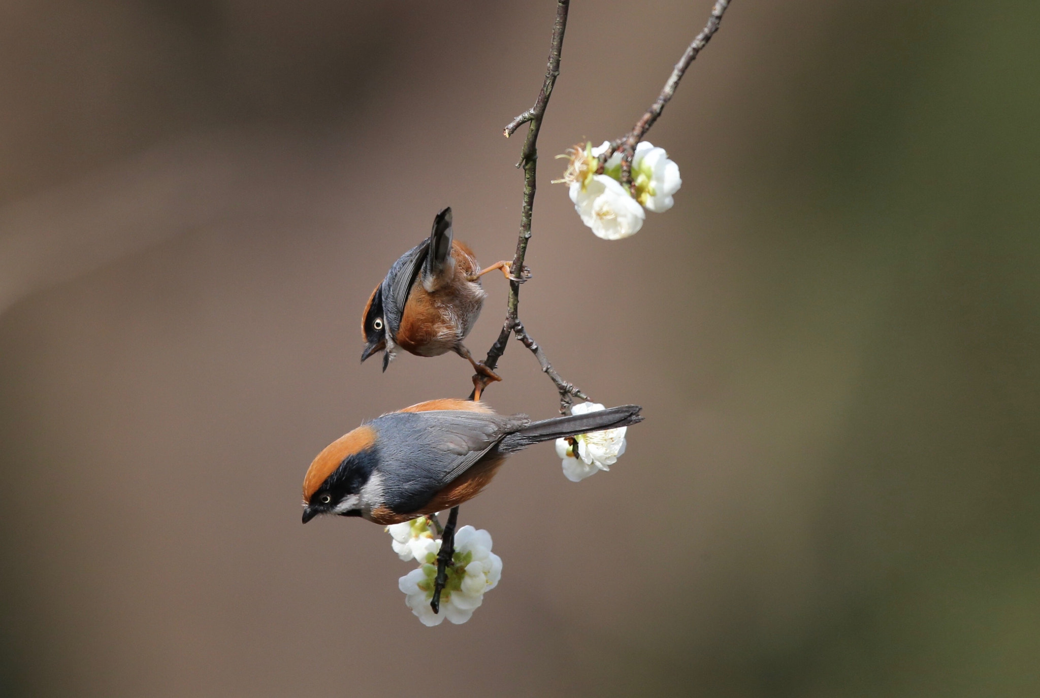 Canon EF 600mm F4L IS II USM sample photo